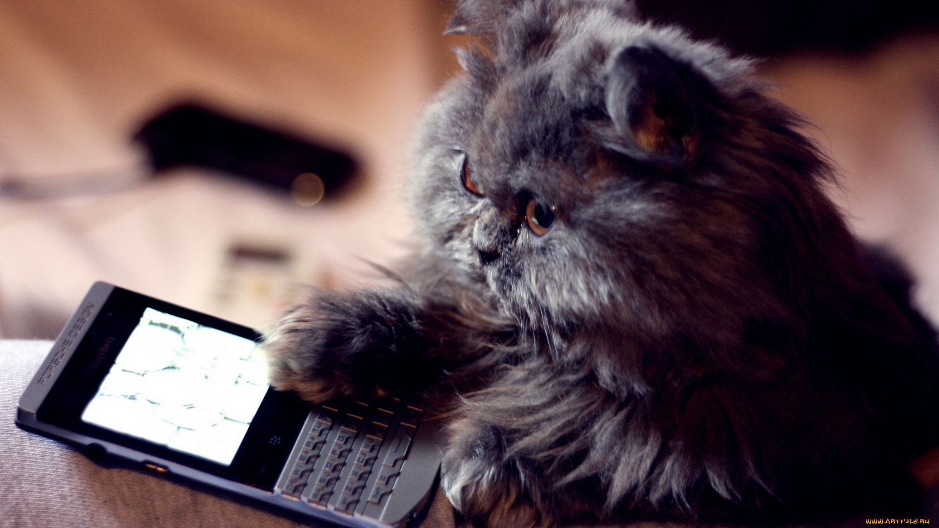 животные, коты, киса, телефон