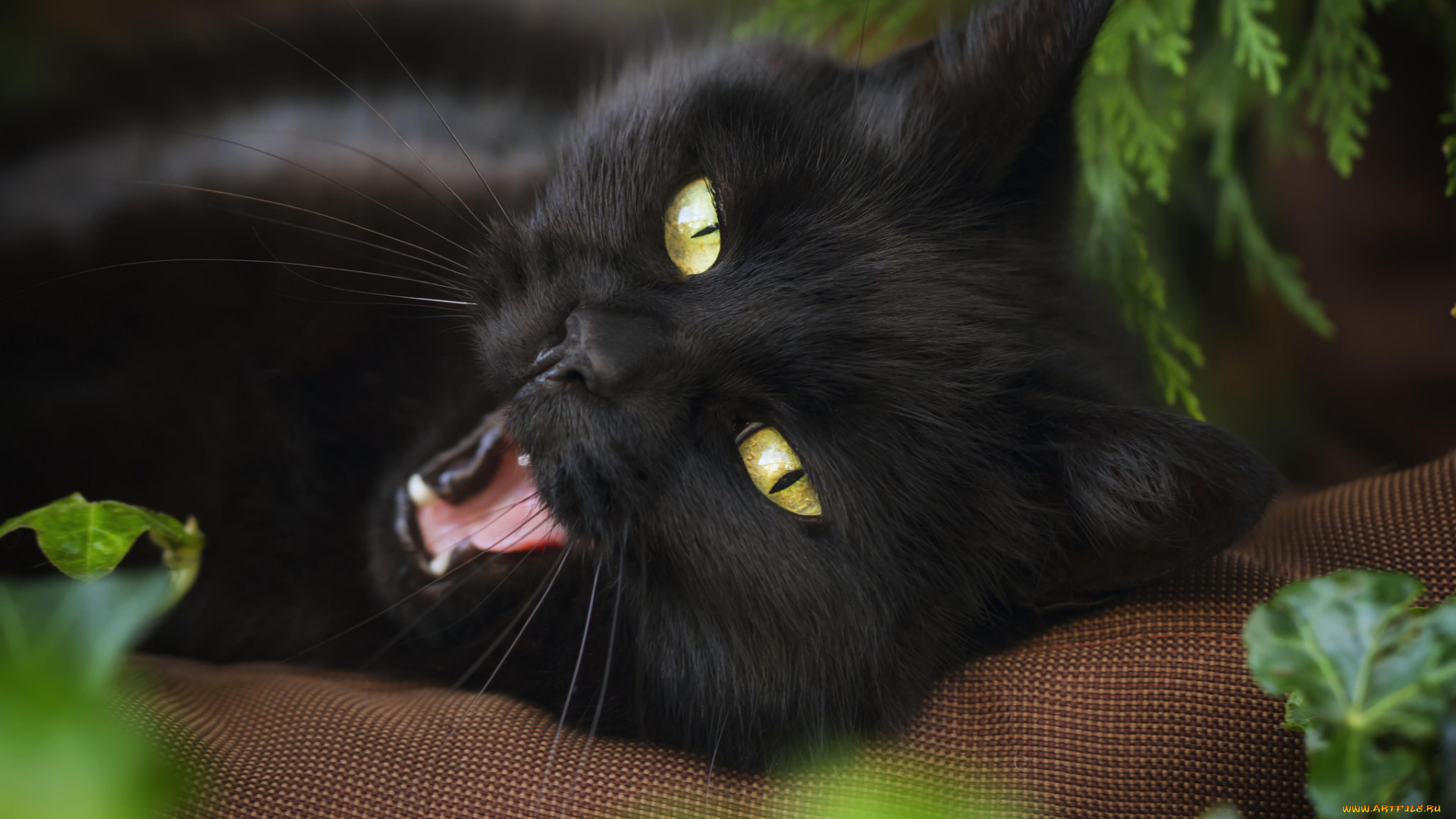 животные, коты, кот, чёрный, подушка, растения, зевок, взгляд, мордочка