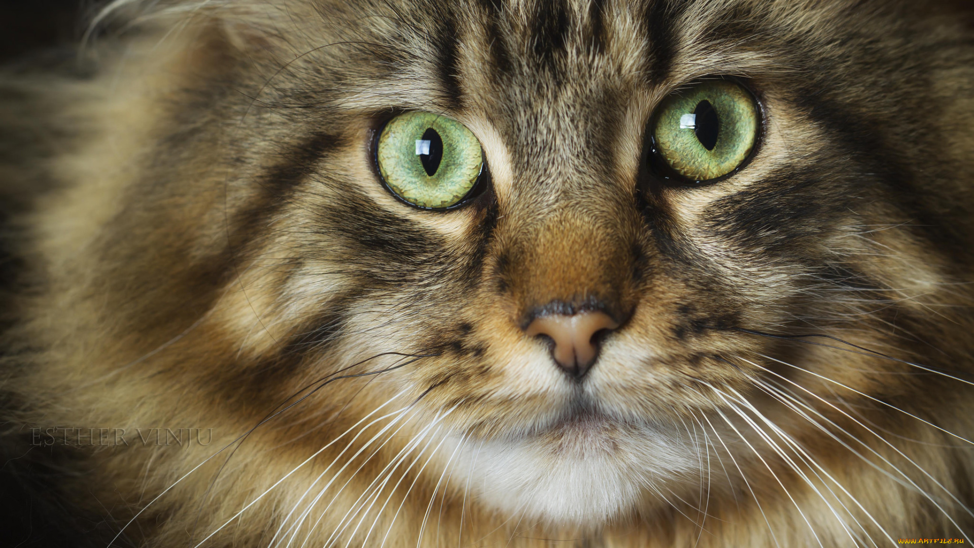 животные, коты, кот, зелёные, глаза, взгляд, ушки