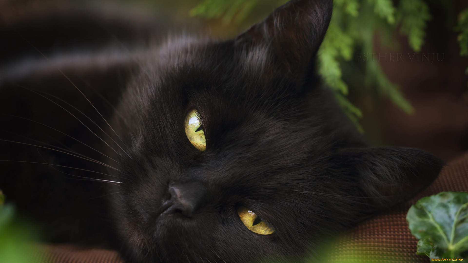 животные, коты, коте, киса, чёрная, взгляд, прищур, хитрая