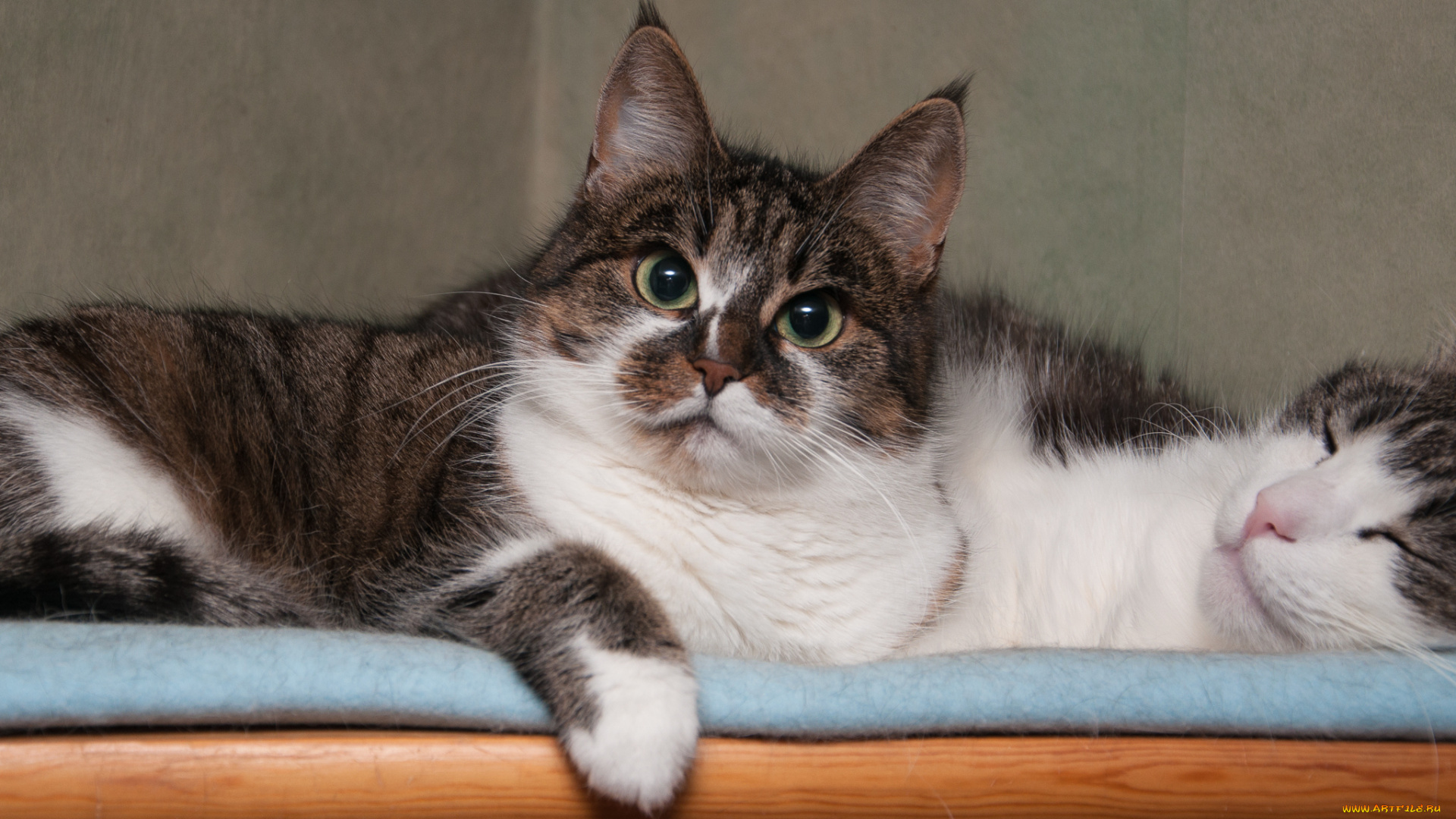 животные, коты, пара, взгляд, кошка, кот