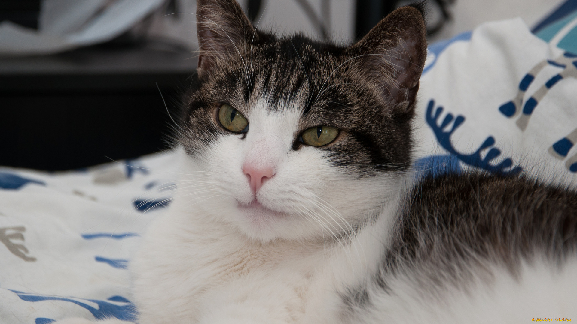 животные, коты, ушки, усы, лежит, взгляд, коте, кот, кошка, киса