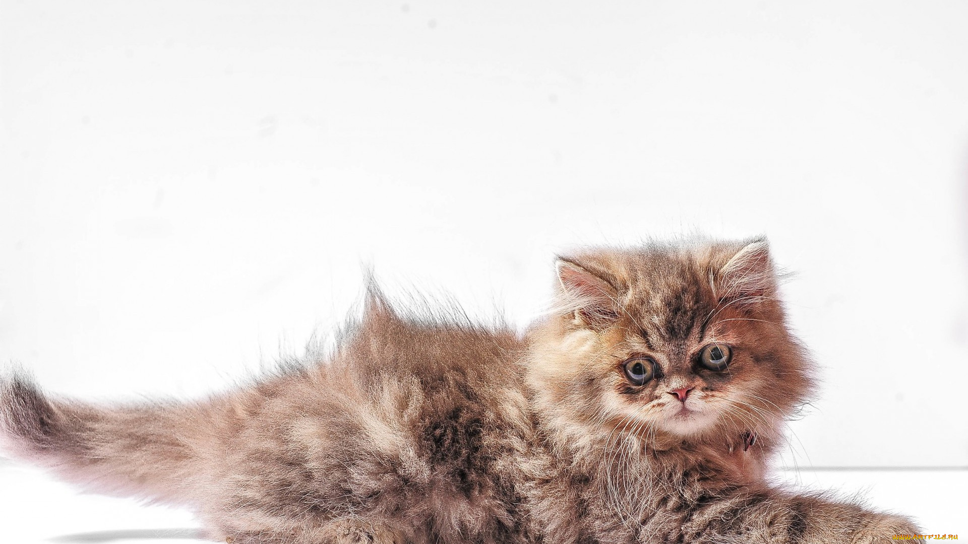 животные, коты, взгляд, фон, котёнок, глаза