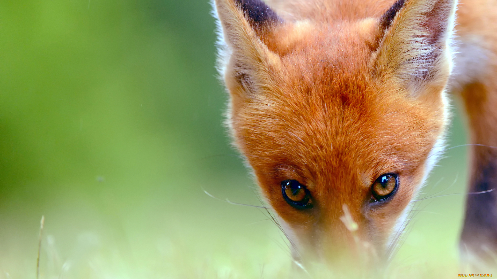 животные, лисы, взгляд, лисенок, лис, смотрит, глаза