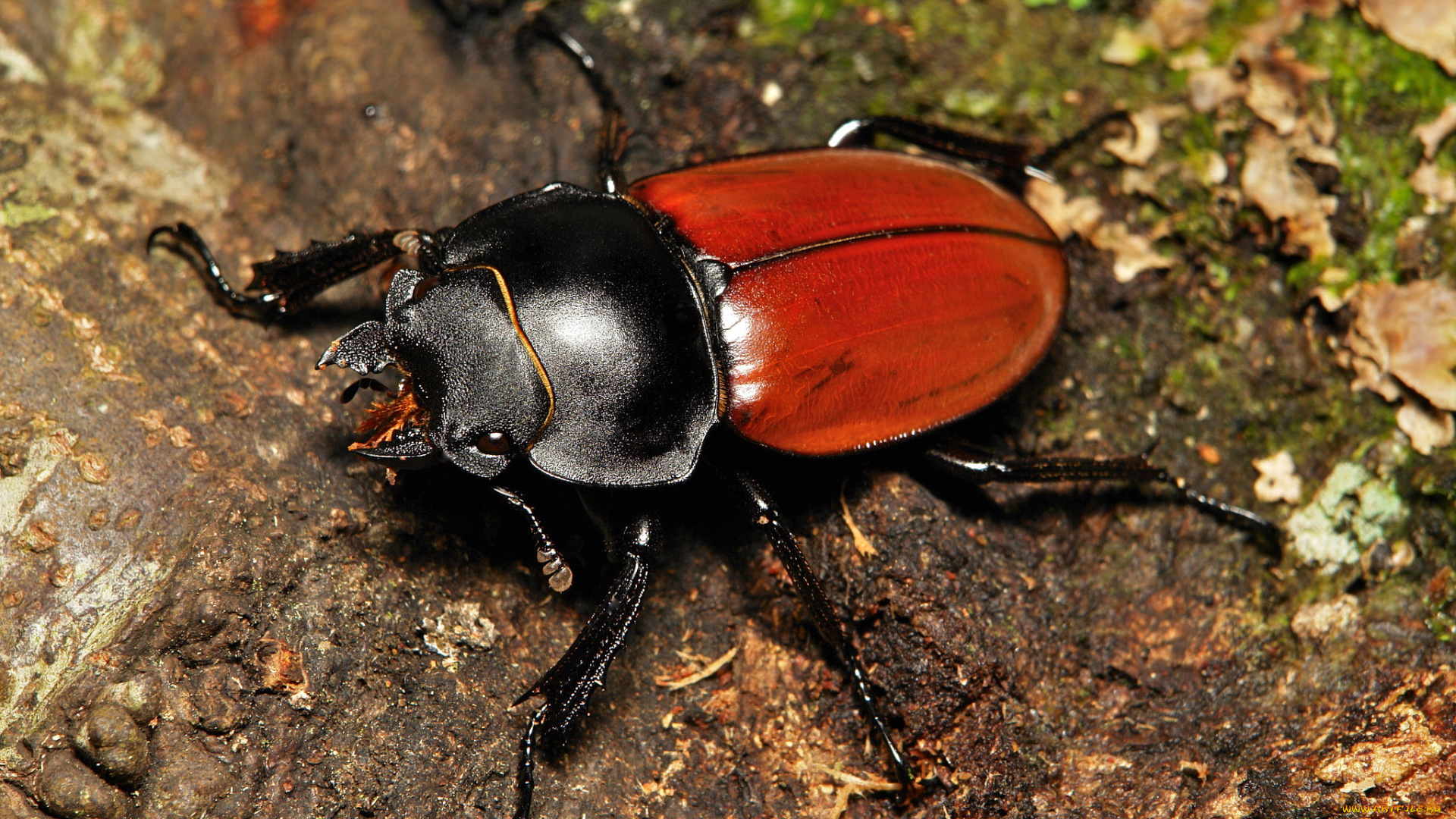 животные, насекомые, itchydogimages, макро, жук