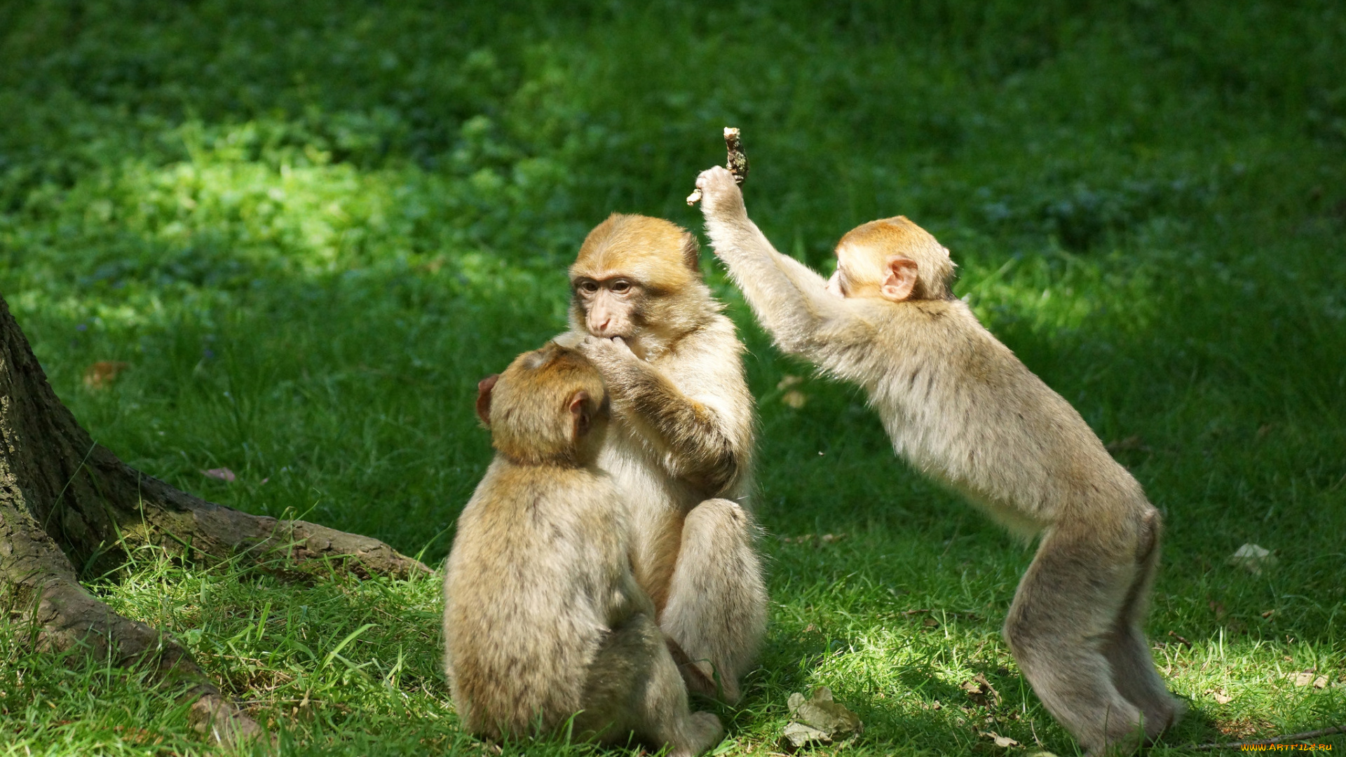 животные, обезьяны, игра, лес, трава