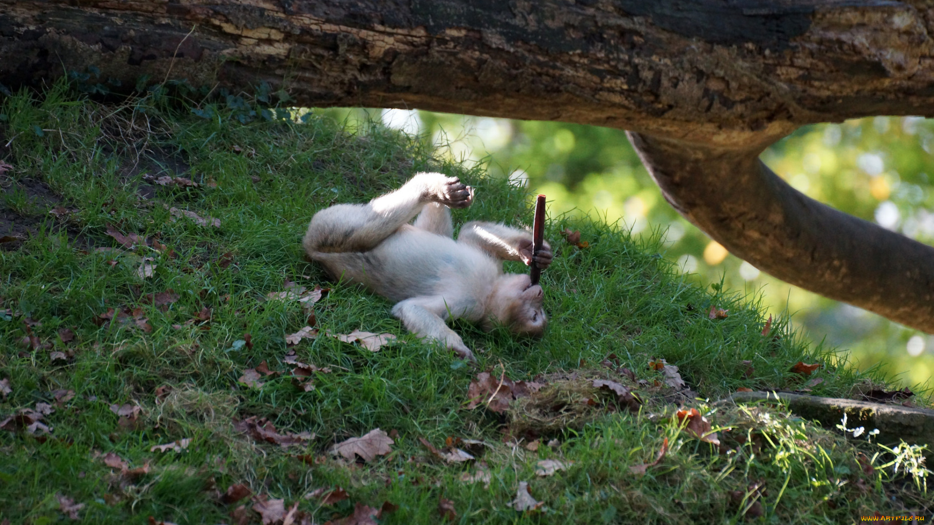 животные, обезьяны, палка, ствол, листья, трава, обезьяна, отдых, бревно, дерево