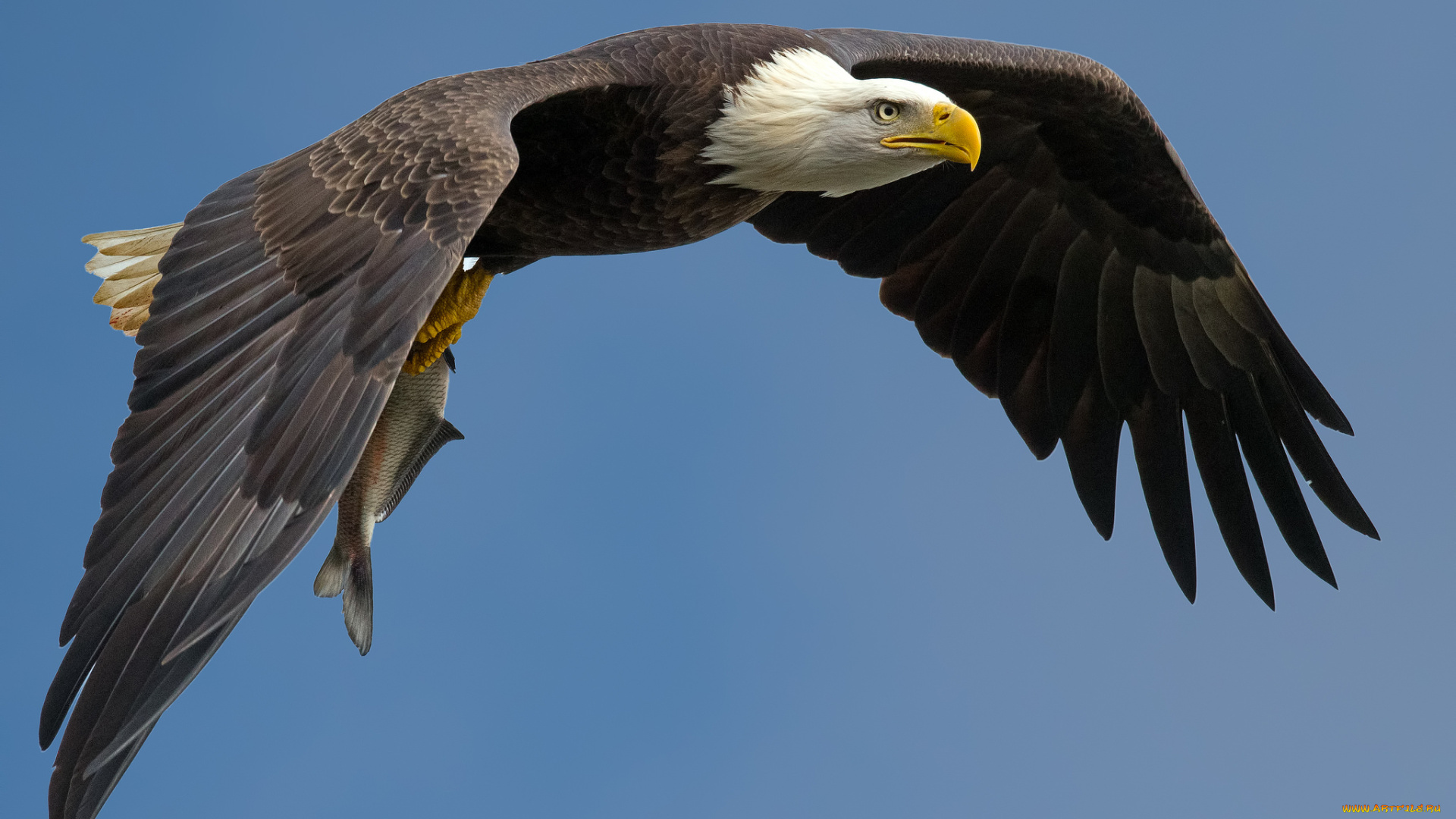 животные, птицы, -, хищники, орлан, белоголовый