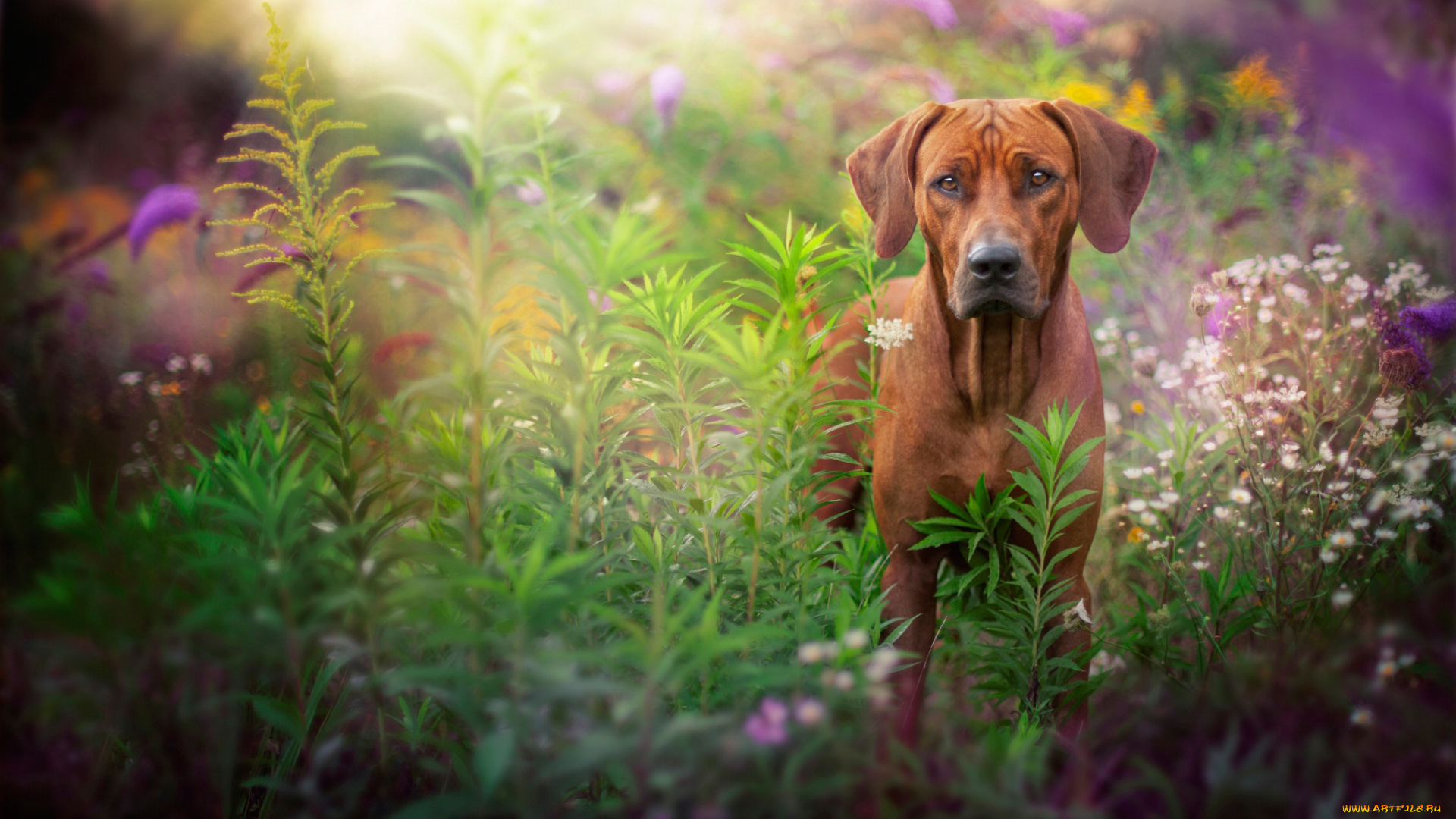 животные, собаки, рыжий, трава, взгляд, пёс