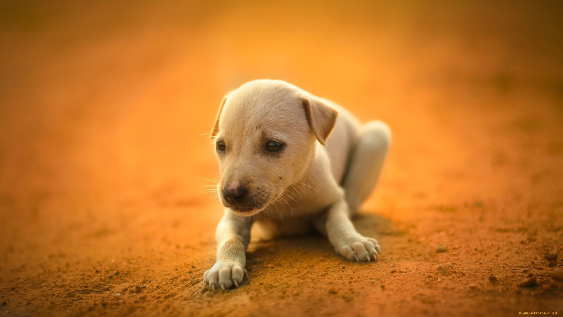 животные, собаки, собака, щенок, фон, белый