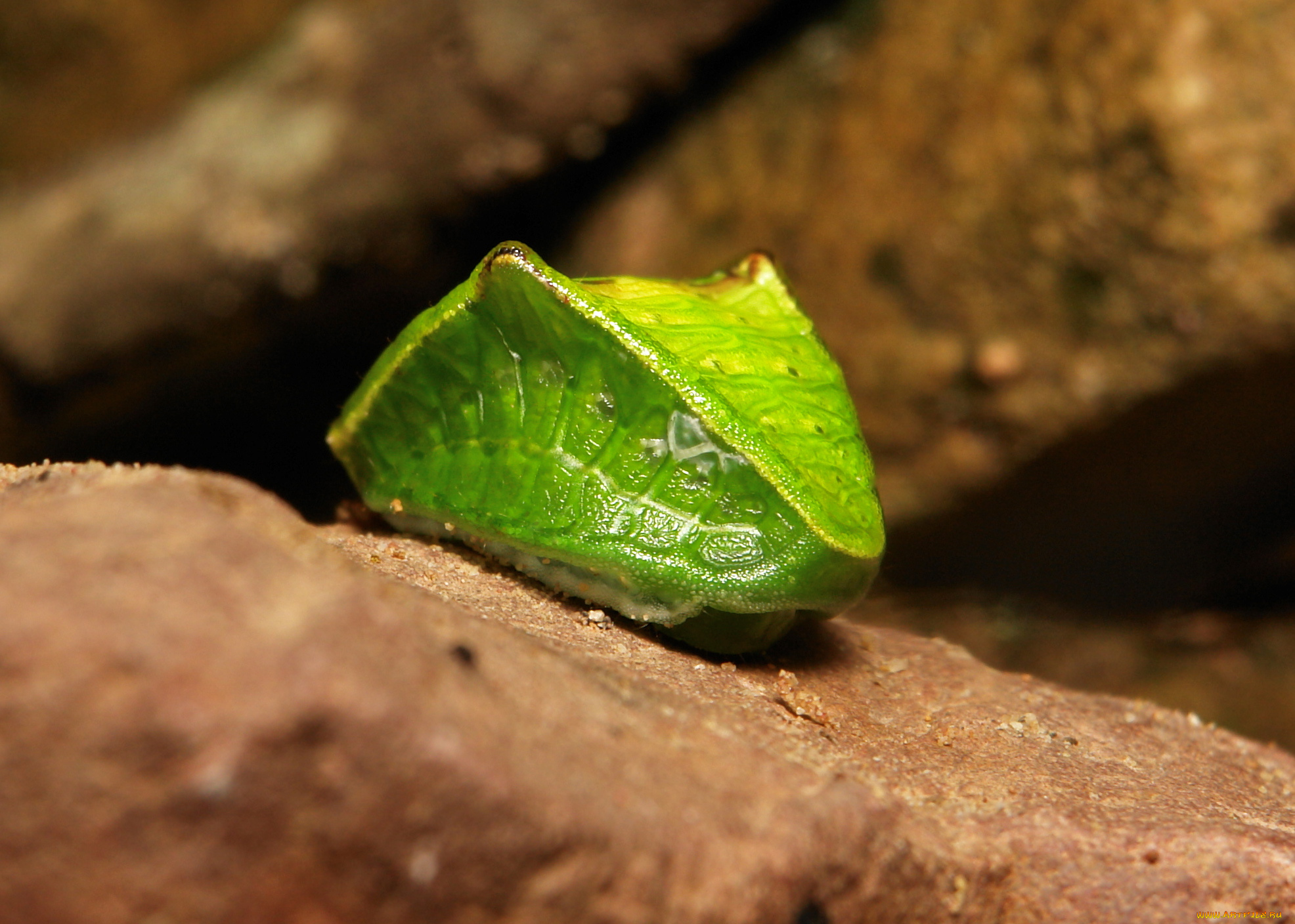 животные, гусеницы, itchydogimages, макро, насекомое