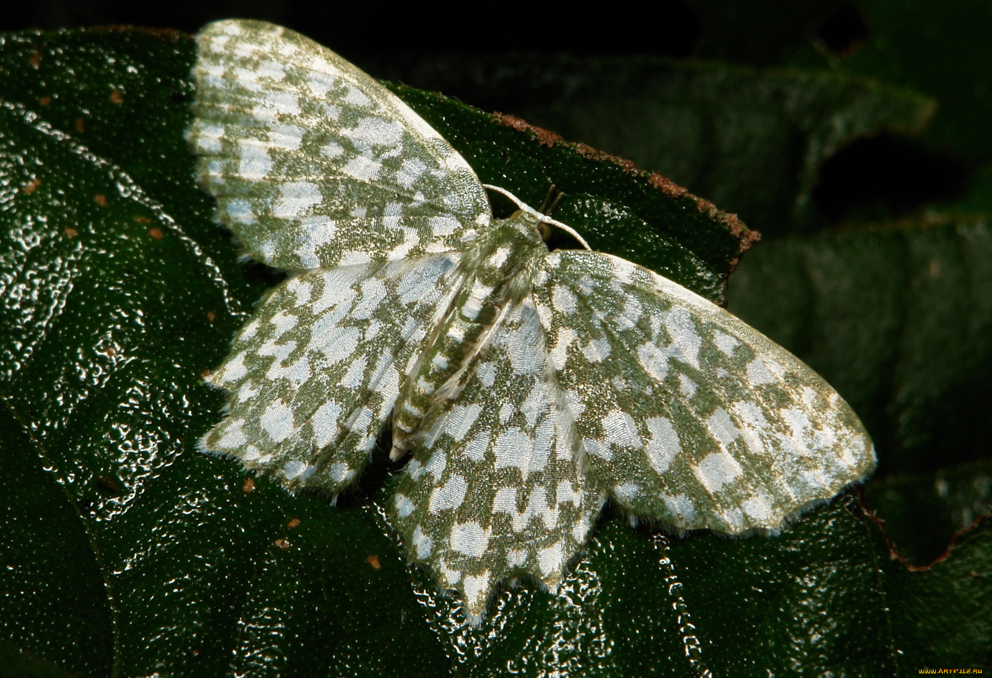 животные, бабочки, , мотыльки, , моли, itchydogimages, макро, насекомое, усики, мотылёк, зелёный