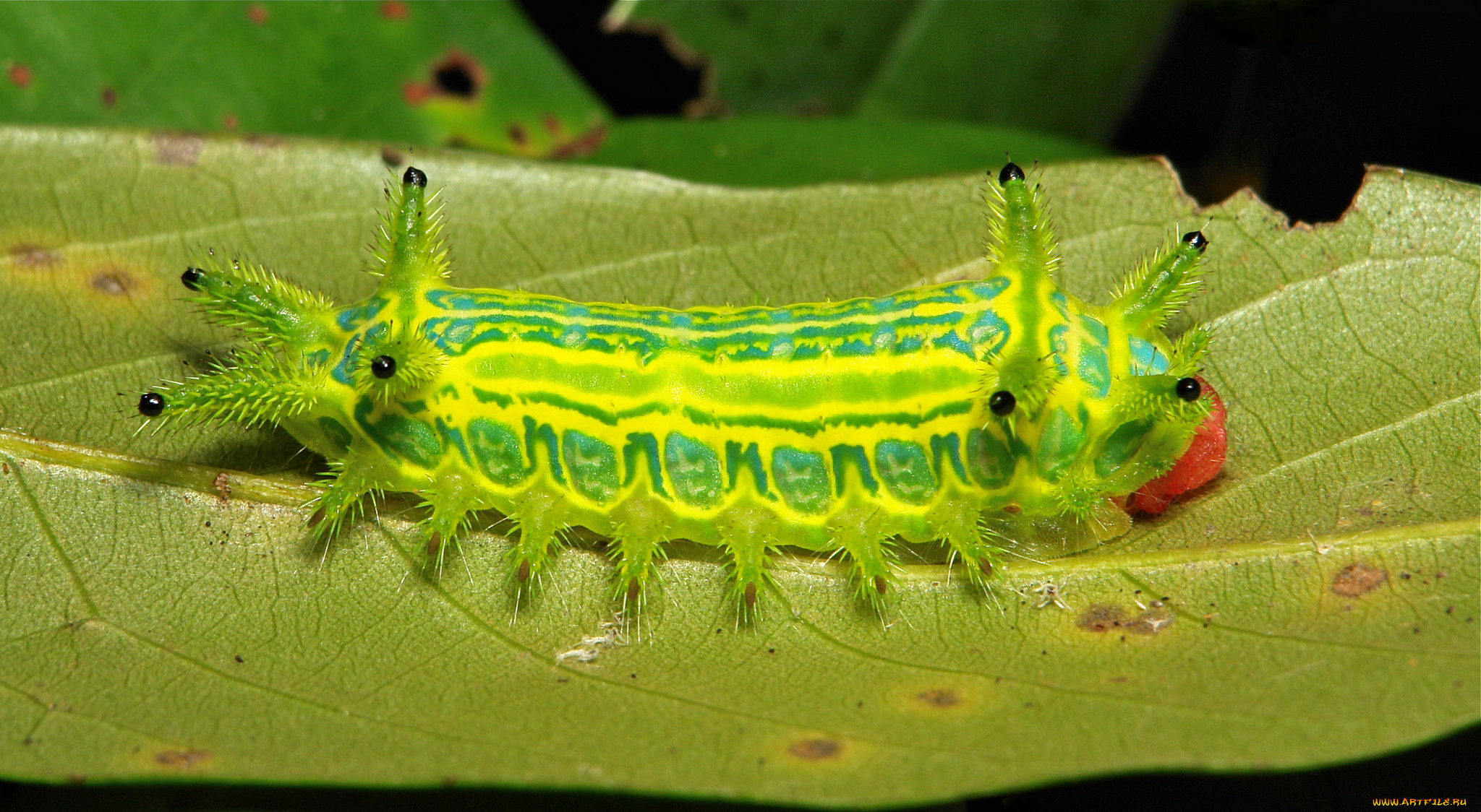 животные, гусеницы, itchydogimages, макро, лист, гусеница