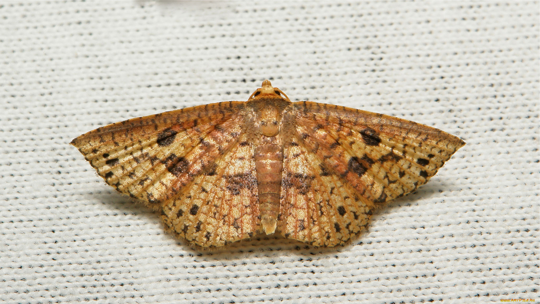 животные, бабочки, , мотыльки, , моли, itchydogimages, макро, моль, крылья, узор