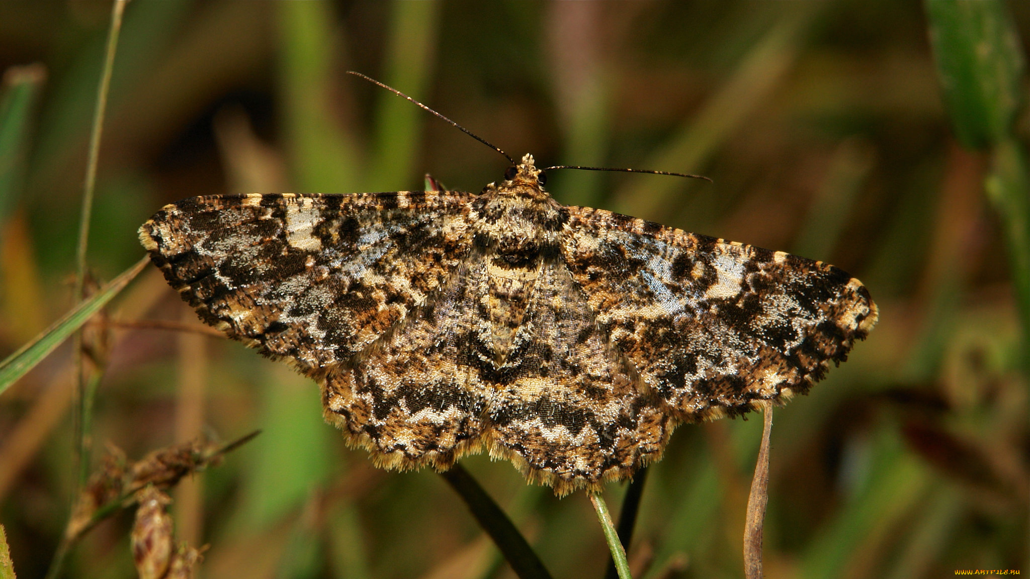 животные, бабочки, , мотыльки, , моли, itchydogimages, макро, моль, бабочка