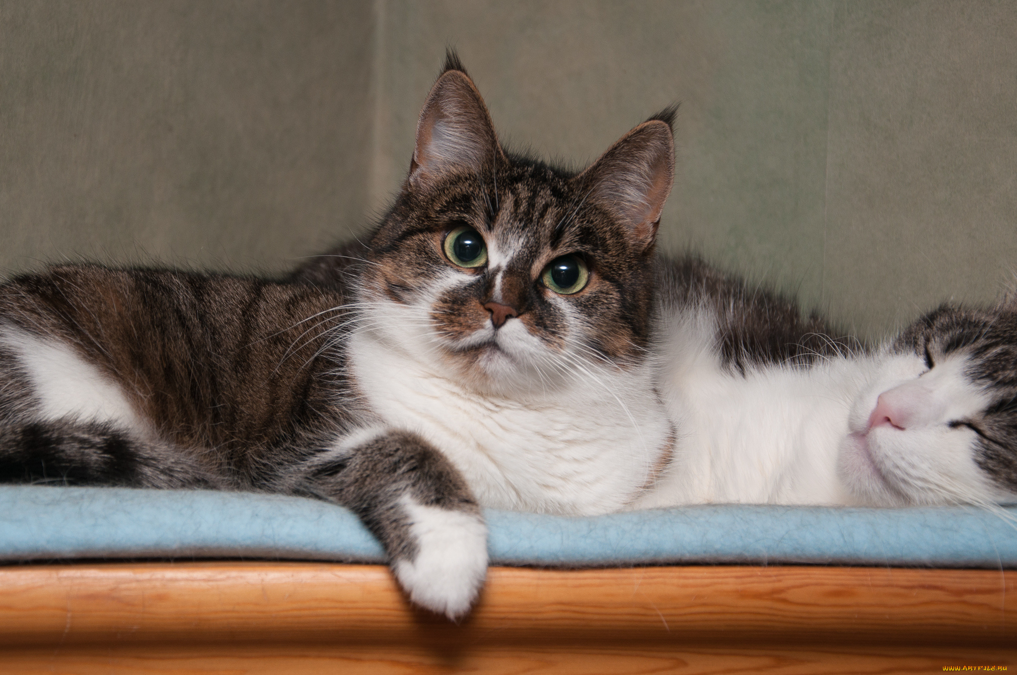 животные, коты, пара, взгляд, кошка, кот