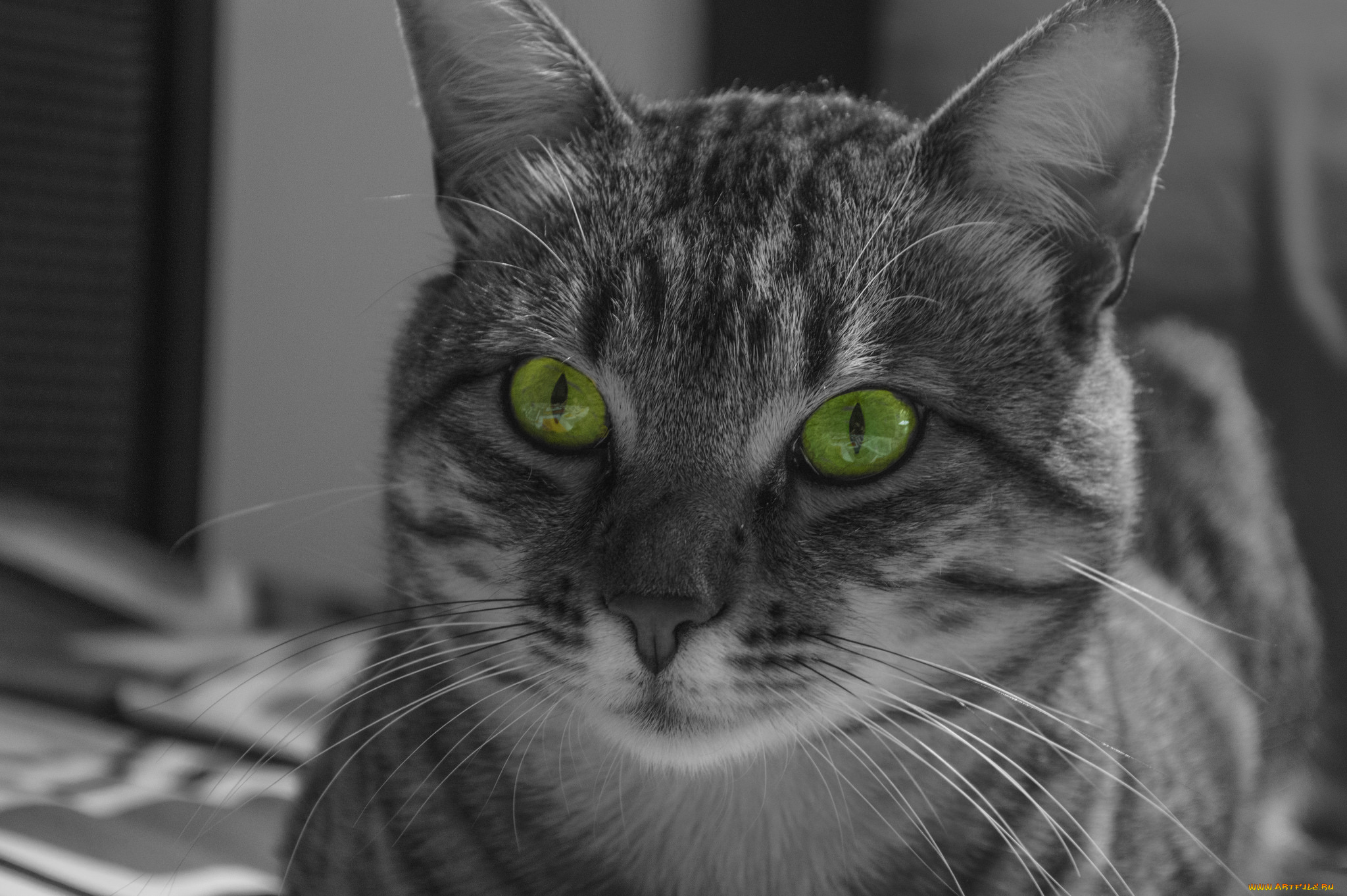 животные, коты, котяра, кошак, кот, морда, усы, полосатый, взгляд