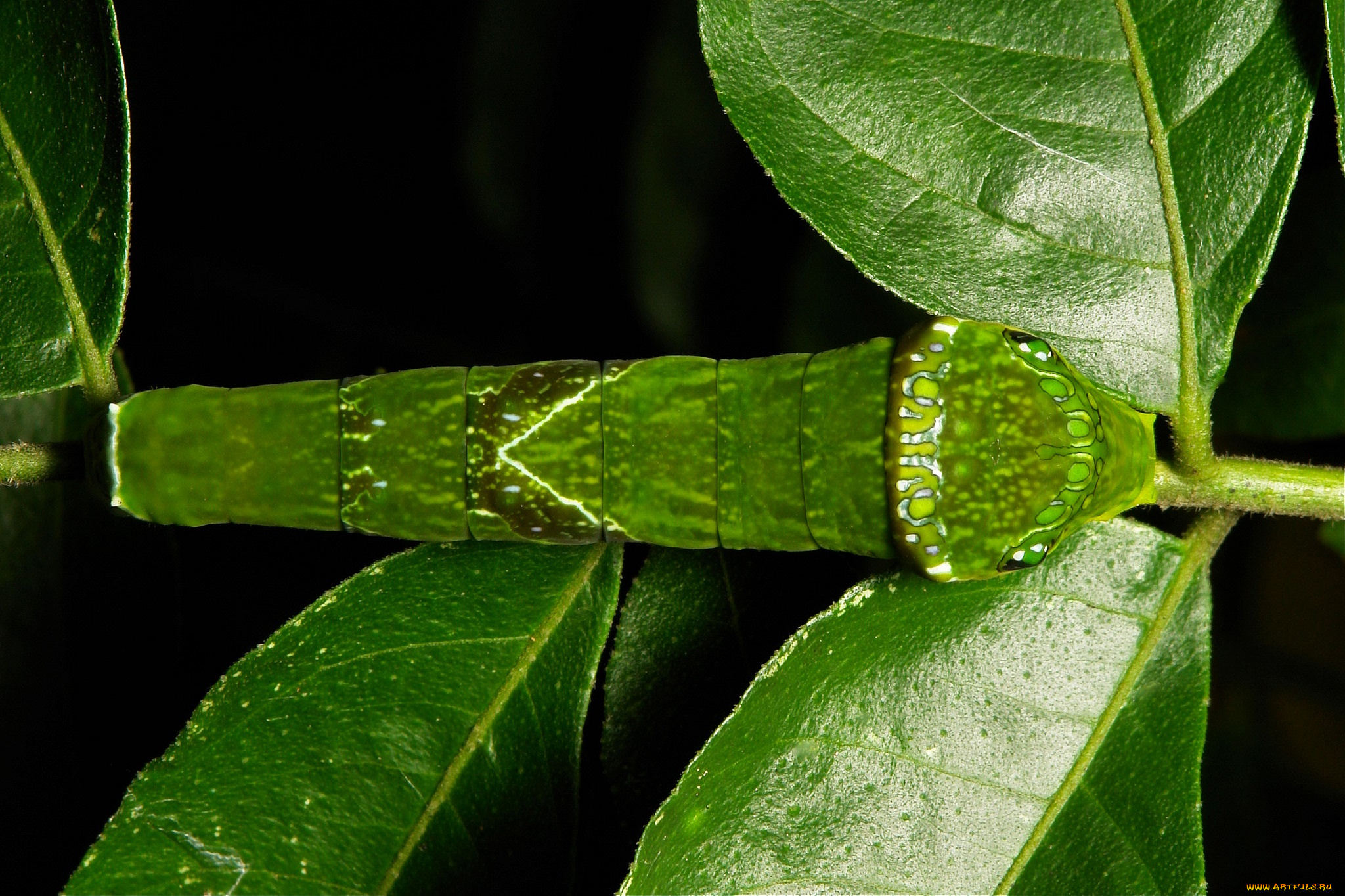 животные, гусеницы, itchydogimages, макро, гусеница, листья