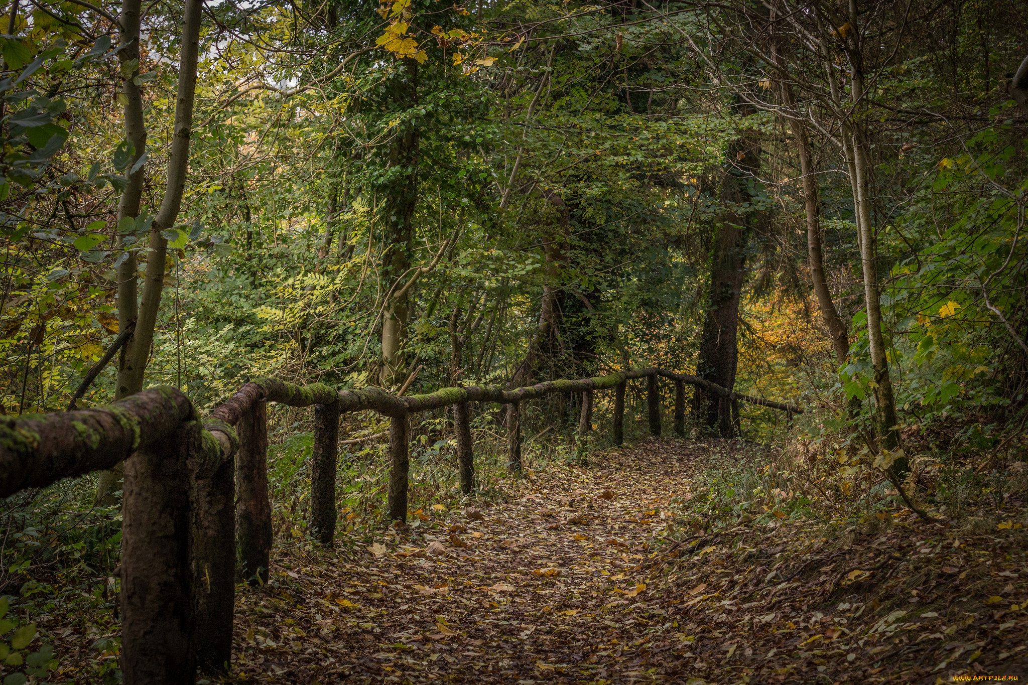 природа, дороги, изгородь, тропинка, лес