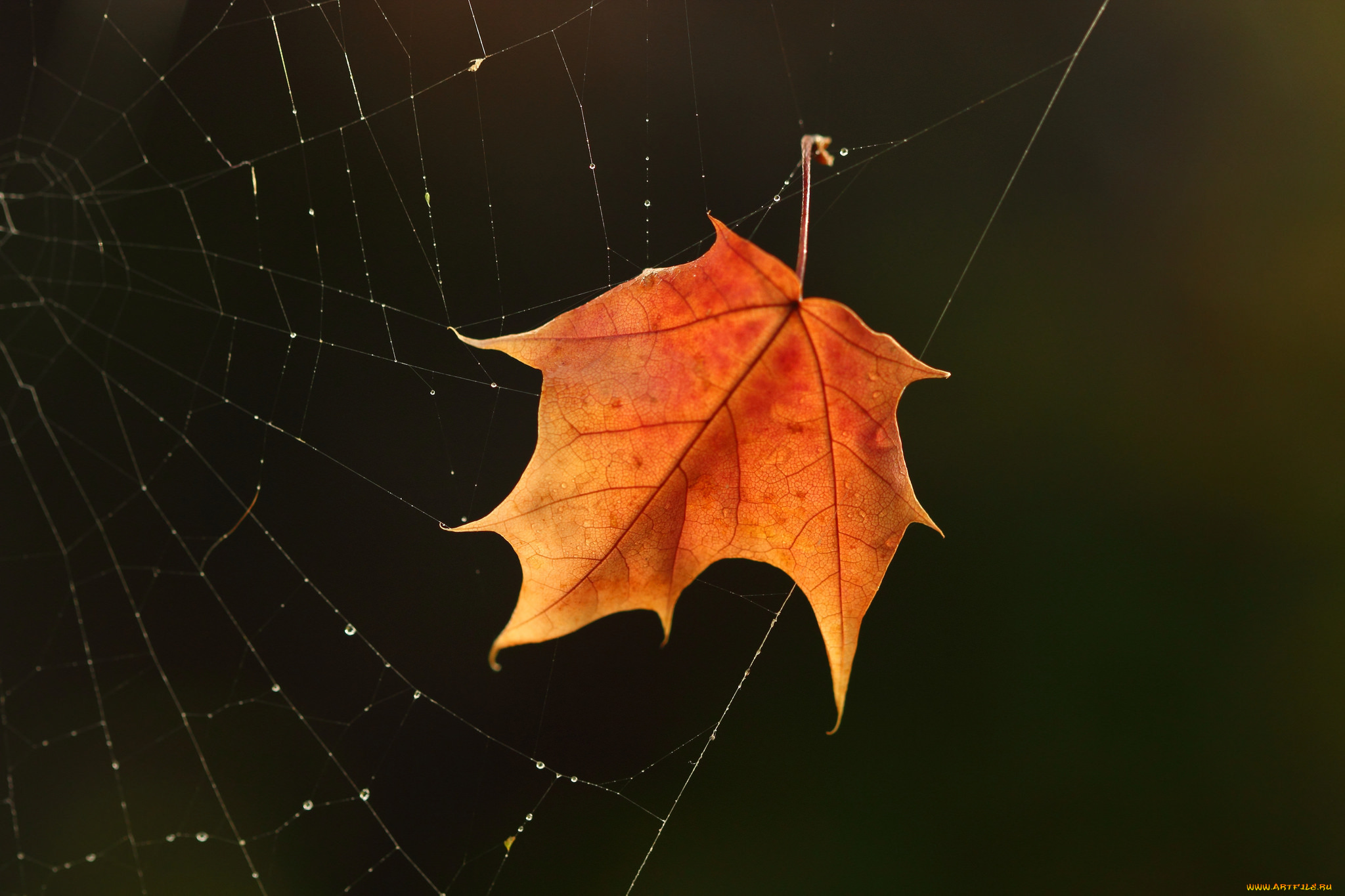 природа, листья, чёрный, фон, осень, лист, паутина
