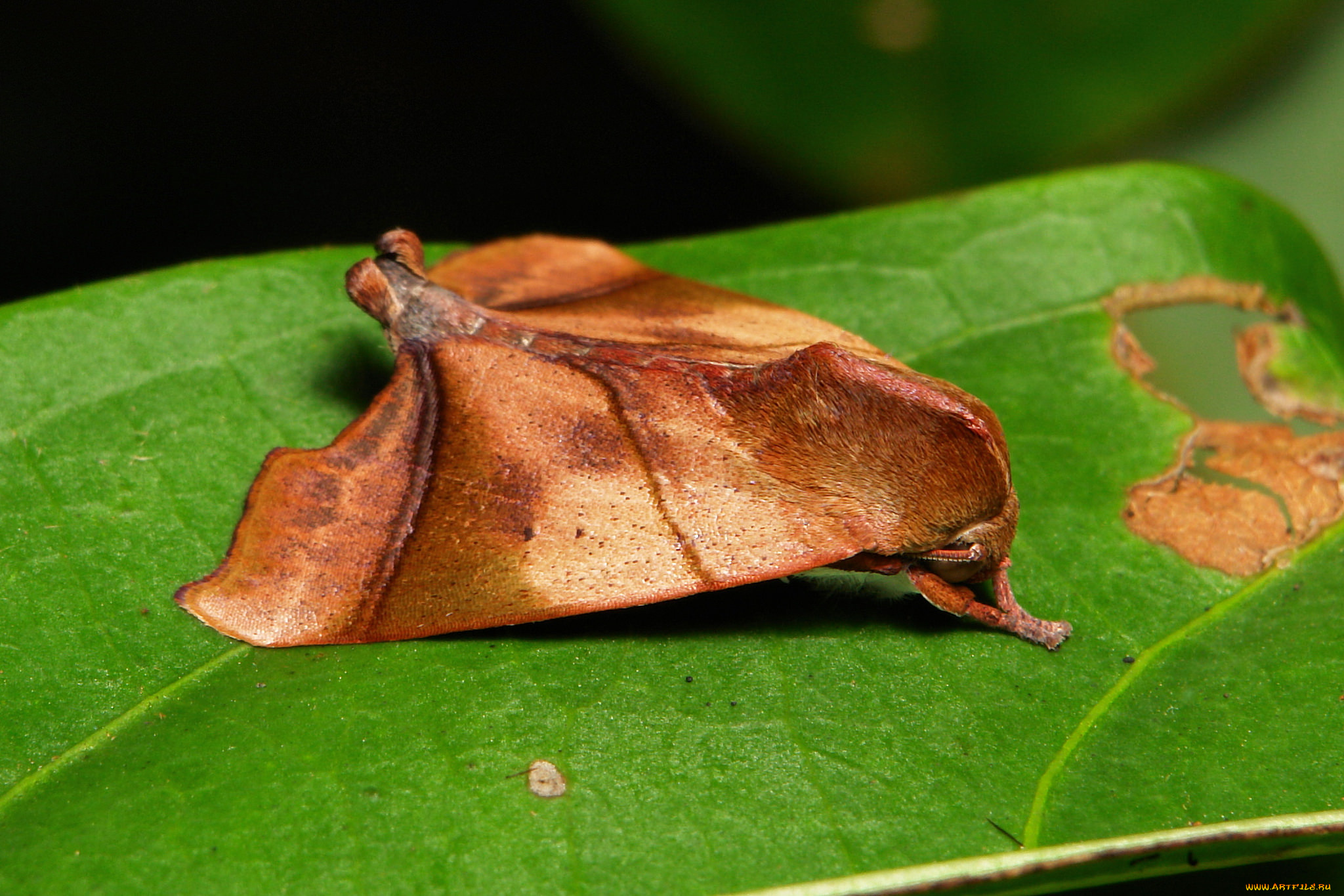 животные, бабочки, , мотыльки, , моли, itchydogimages, макро, моль, мотылёк