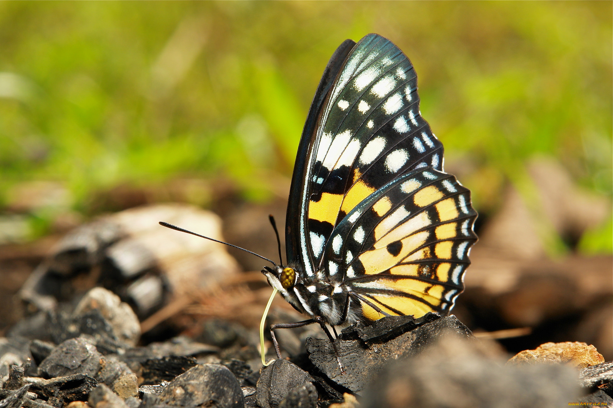 животные, бабочки, , мотыльки, , моли, itchydogimages, макро, бабочка, крылья