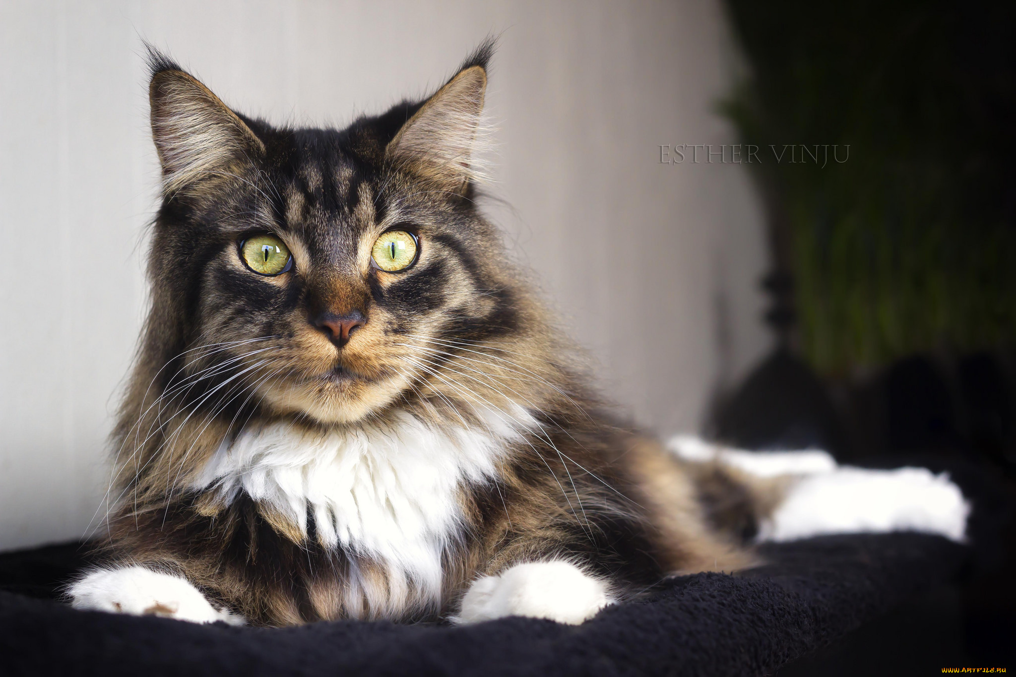 животные, коты, киса, кошка, кот, коте, взгляд, усы, ушки