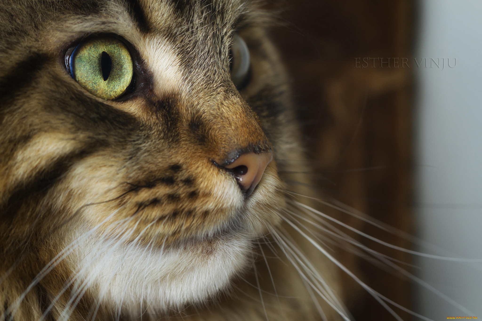 животные, коты, киса, коте, взгляд, усы, ушки, портрет