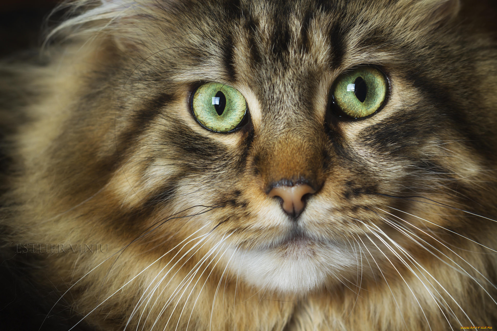 животные, коты, кот, зелёные, глаза, взгляд, ушки