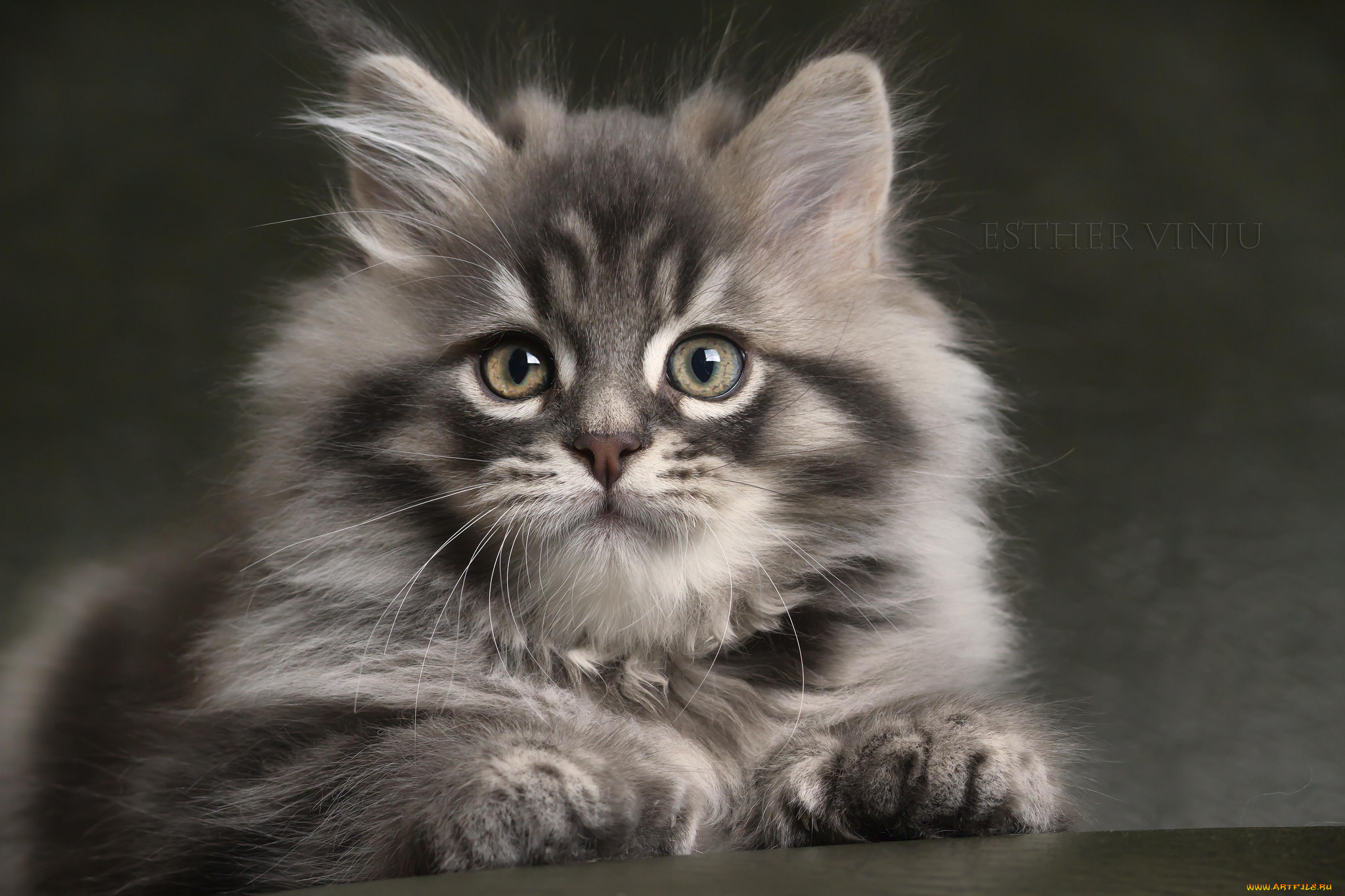 животные, коты, котёнок, серый, полосатый, пушистый, взгляд