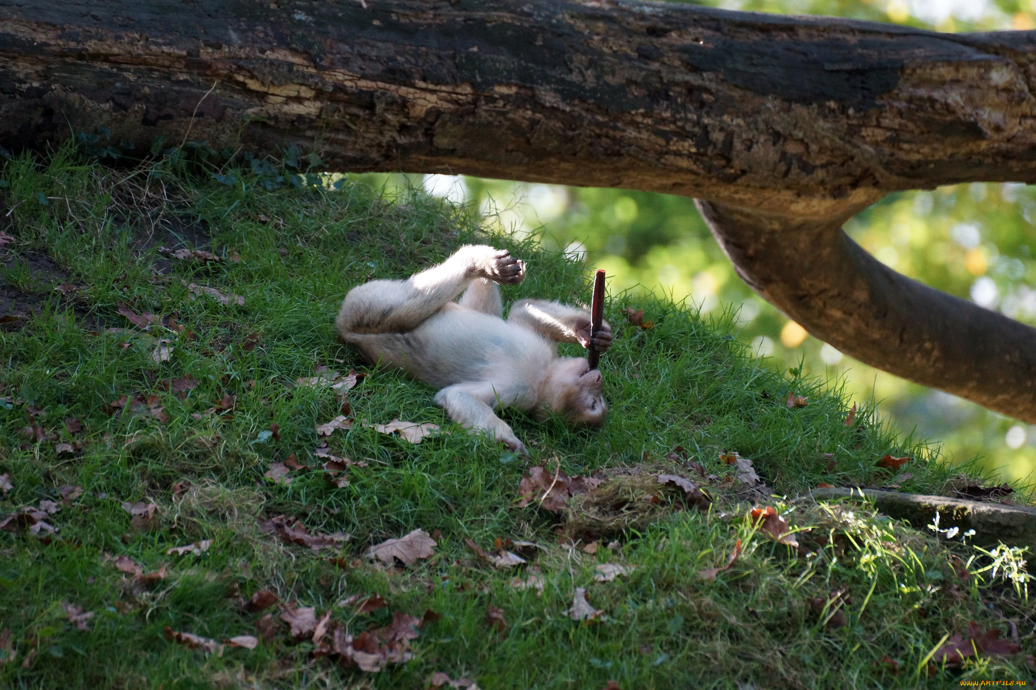 животные, обезьяны, палка, ствол, листья, трава, обезьяна, отдых, бревно, дерево