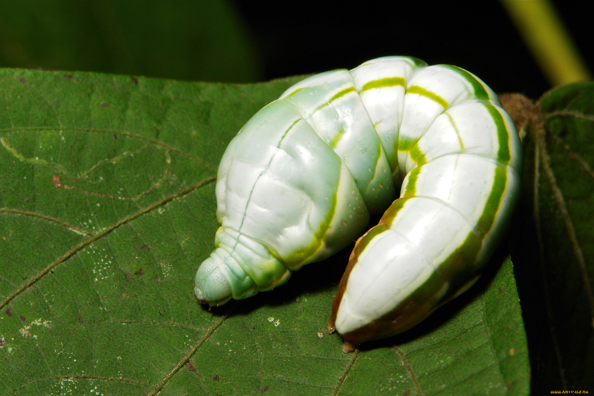 животные, гусеницы, itchydogimages, макро, гусеница, лист