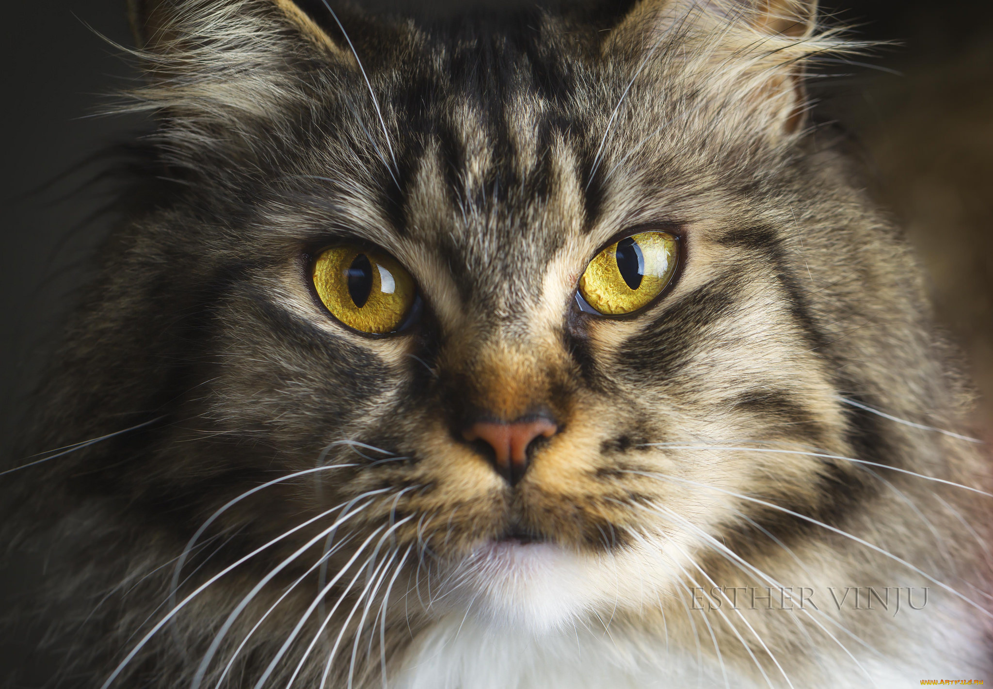 животные, коты, киса, коте, взгляд, усы, ушки, портрет