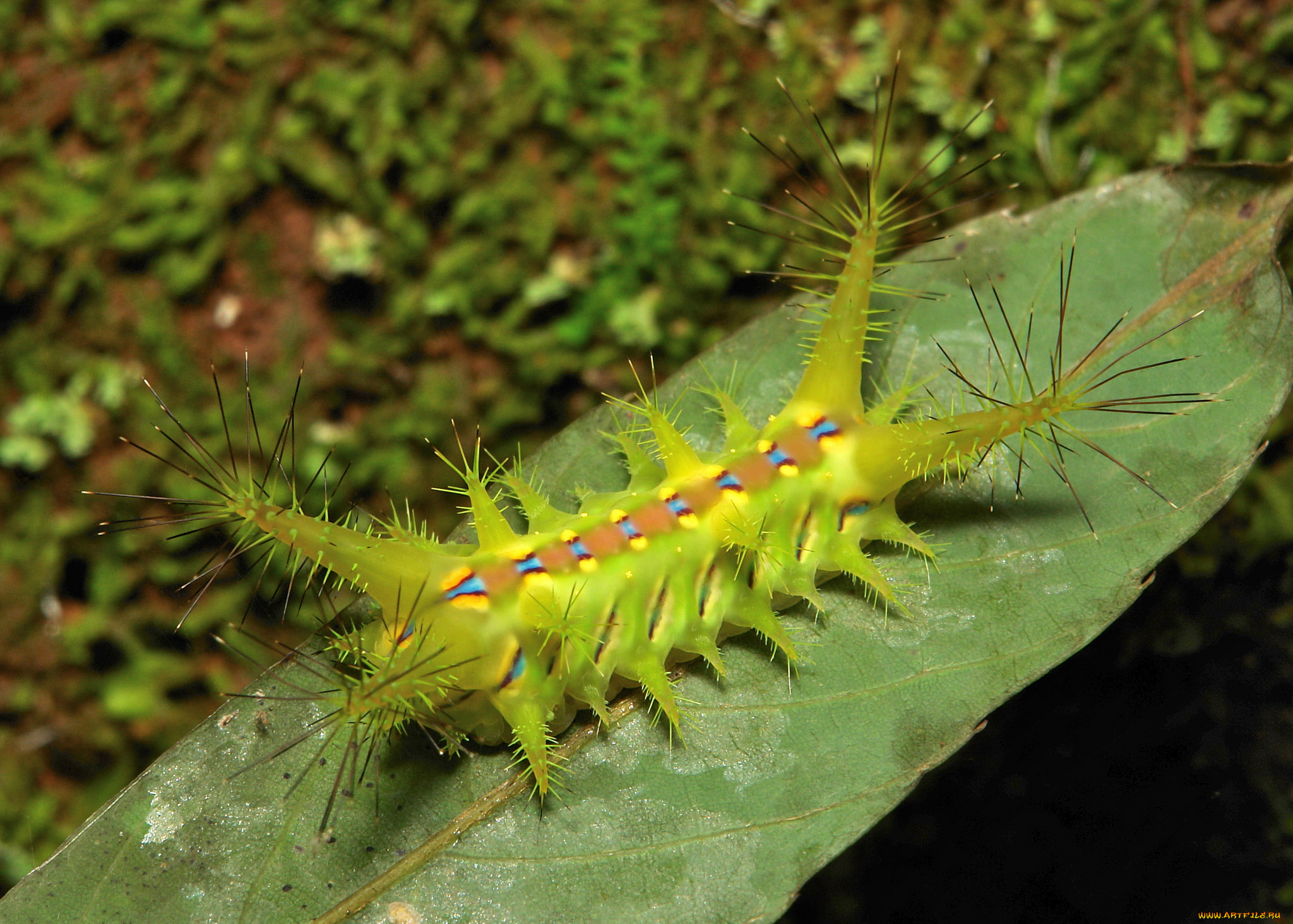животные, гусеницы, itchydogimages, макро, гусеница, лист