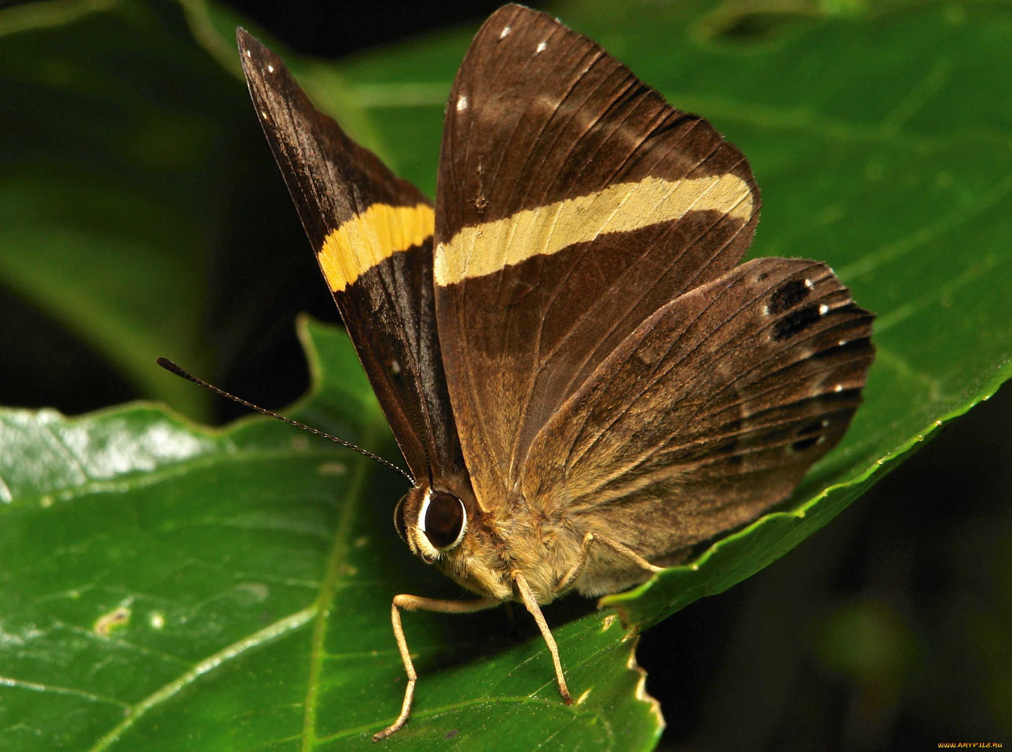 животные, бабочки, , мотыльки, , моли, itchydogimages, макро, бабочка, крылья, усики, узор