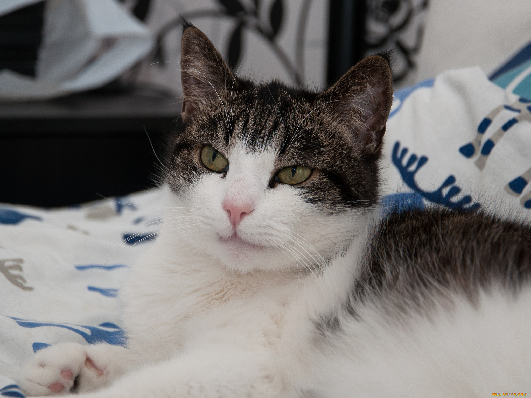 животные, коты, ушки, усы, лежит, взгляд, коте, кот, кошка, киса