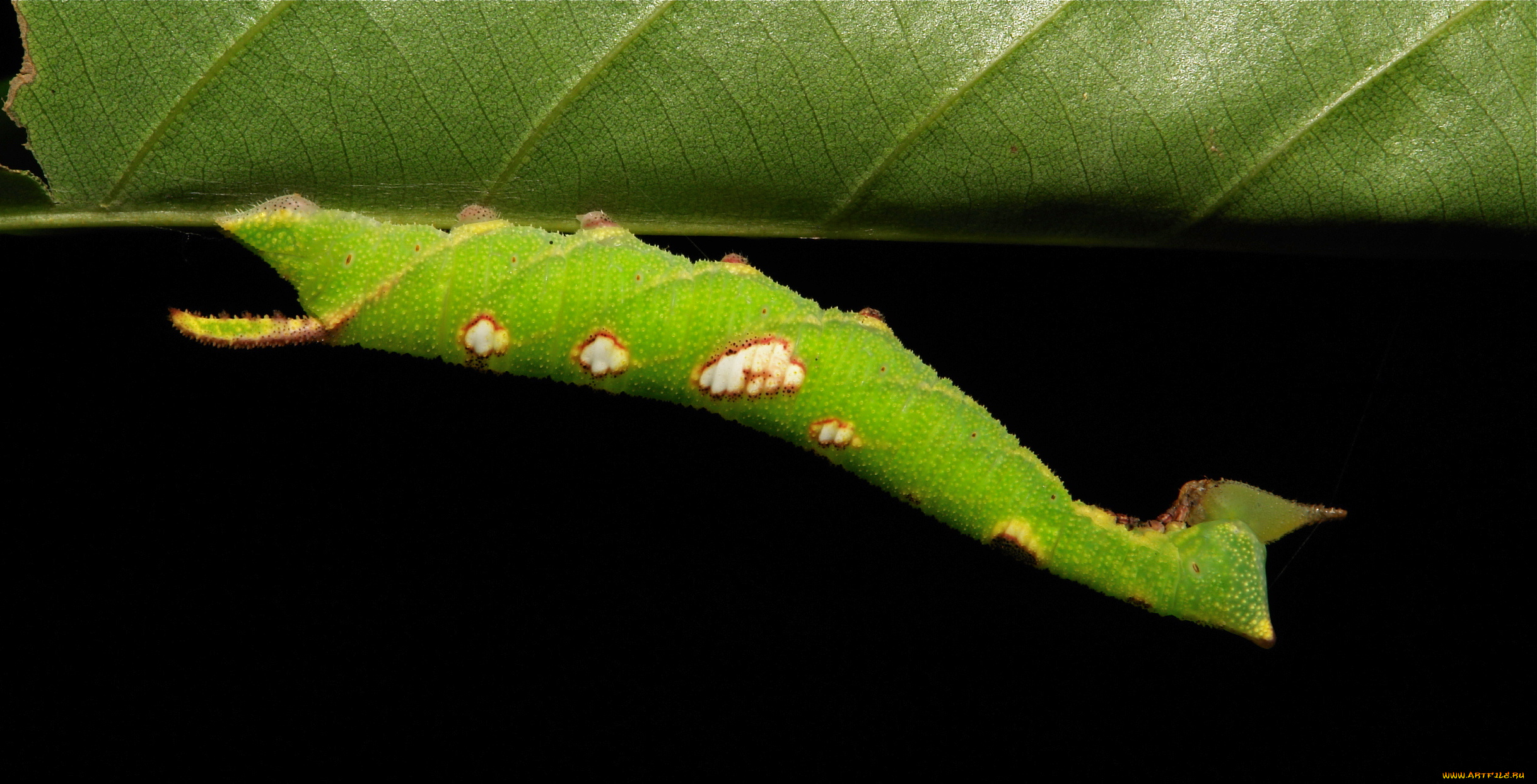 животные, гусеницы, itchydogimages, макро, лист, гусеница