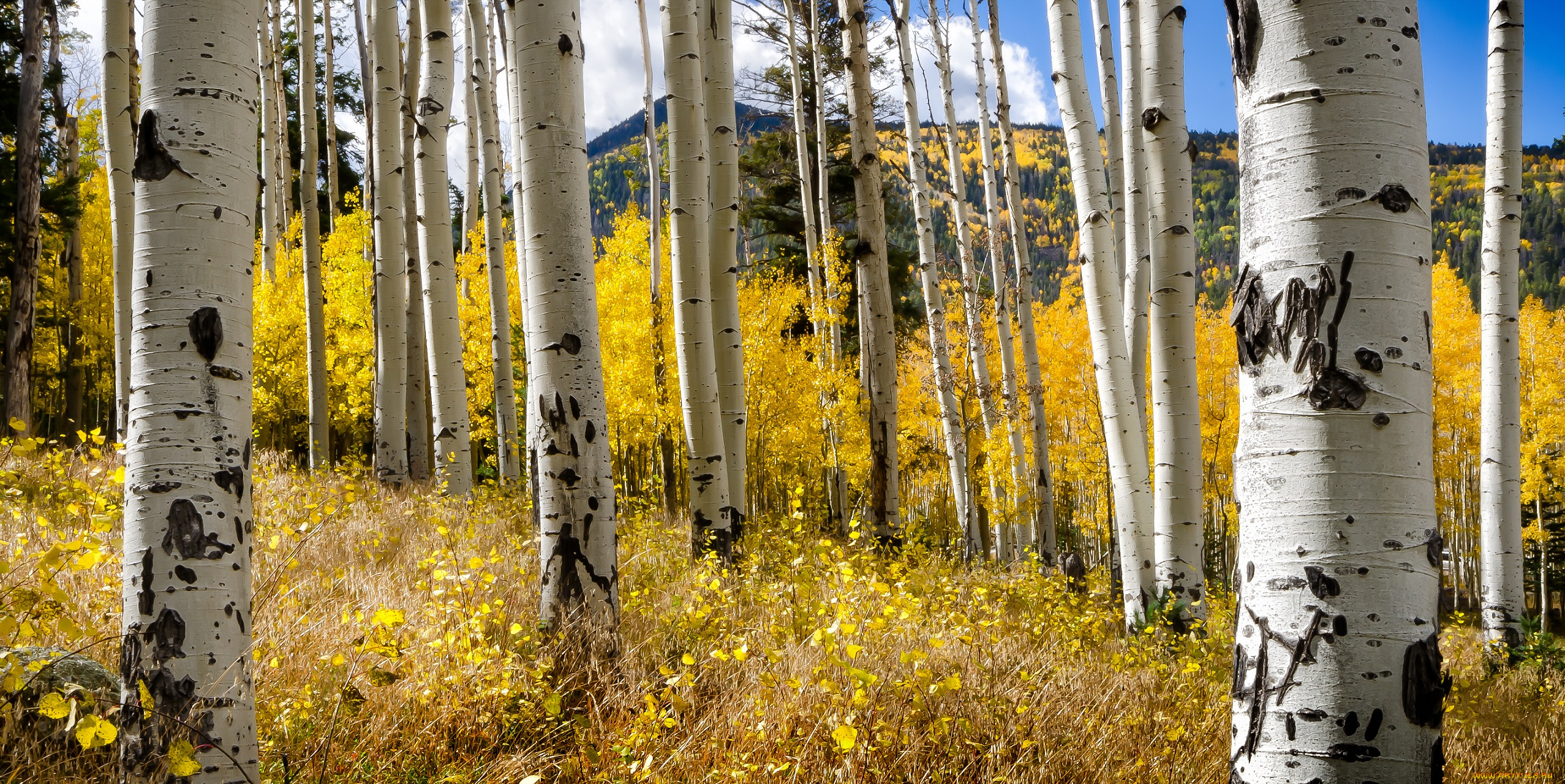 природа, лес, осень, деревья, стволы, берёзы, небо