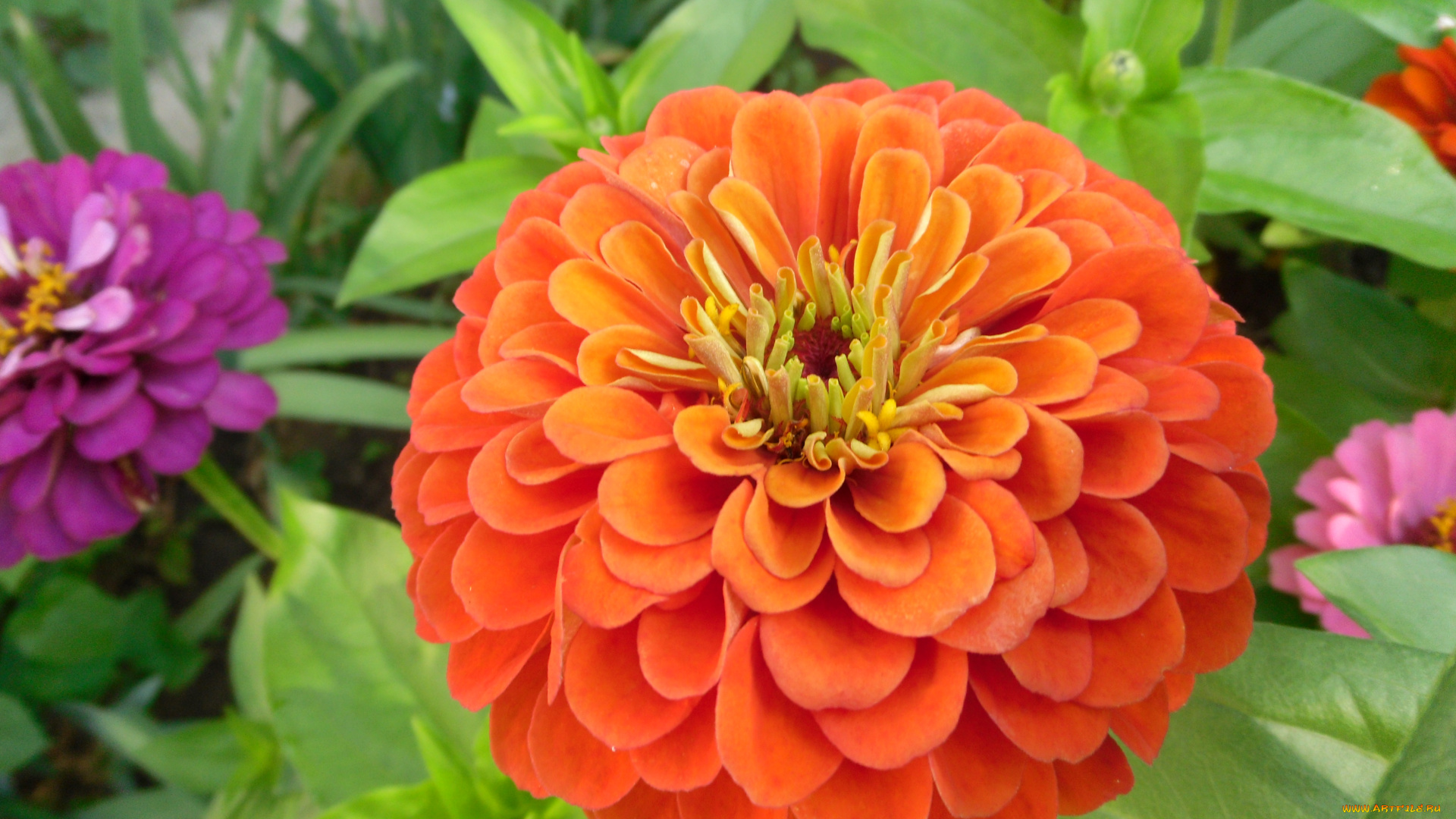 цинния, цветы, цветок