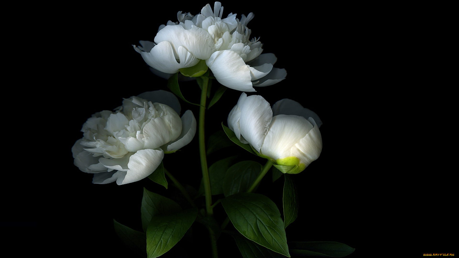 цветы, пионы, тень, свет, лепестки, пион, бутон