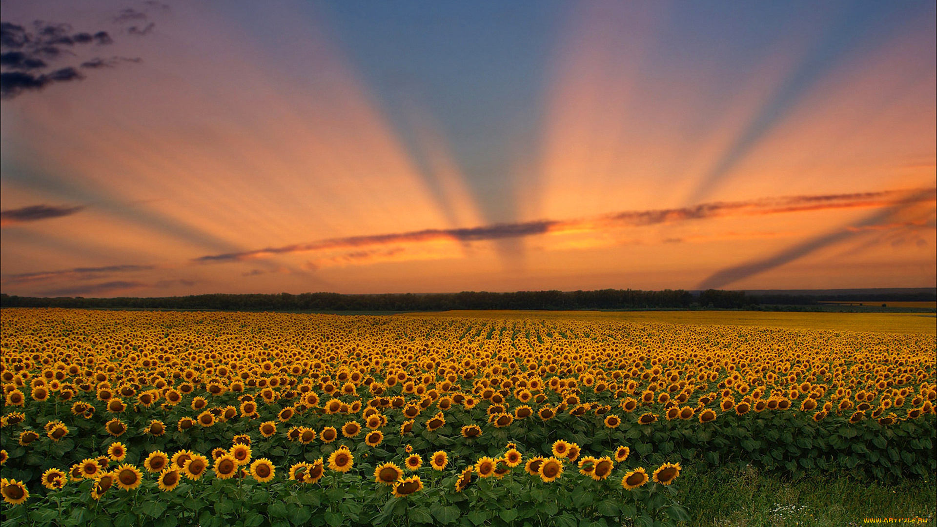 цветы, подсолнухи, небо, поле, подсолнух, закат, облака