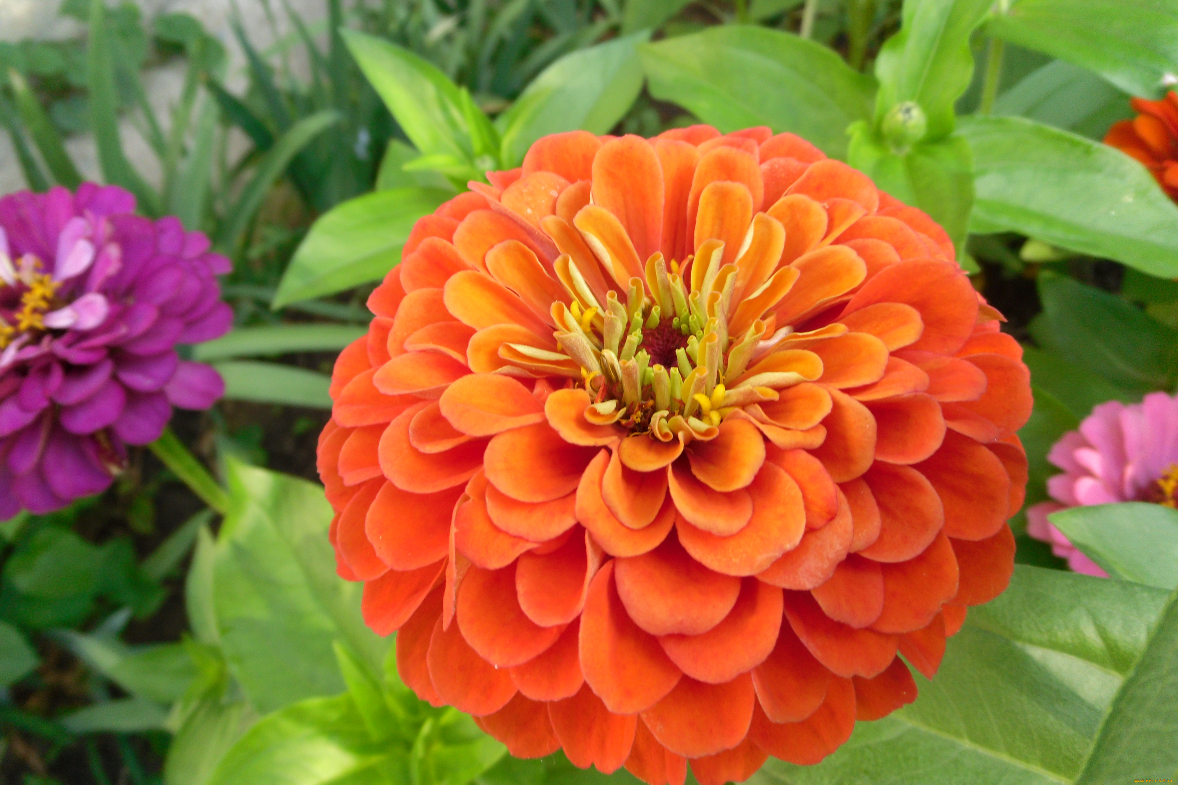 цинния, цветы, цветок