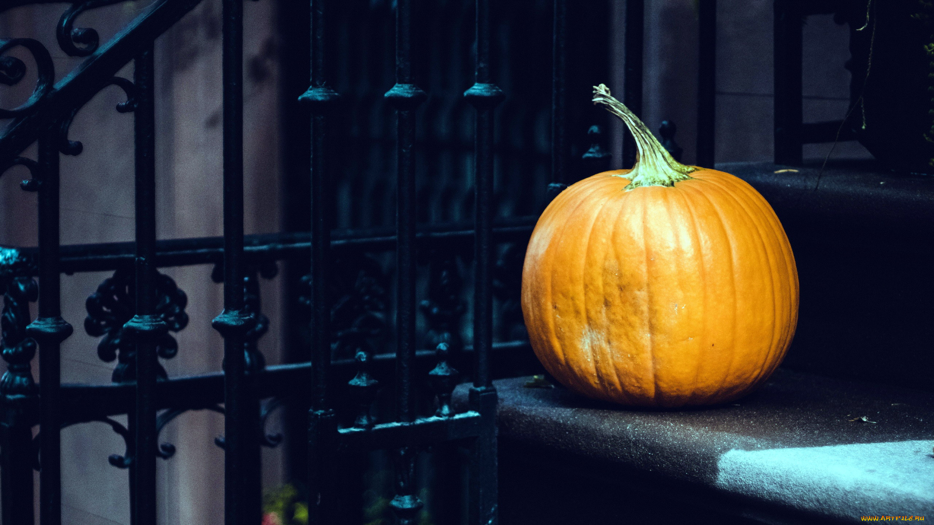 еда, тыква, оранжевый, крыльцо