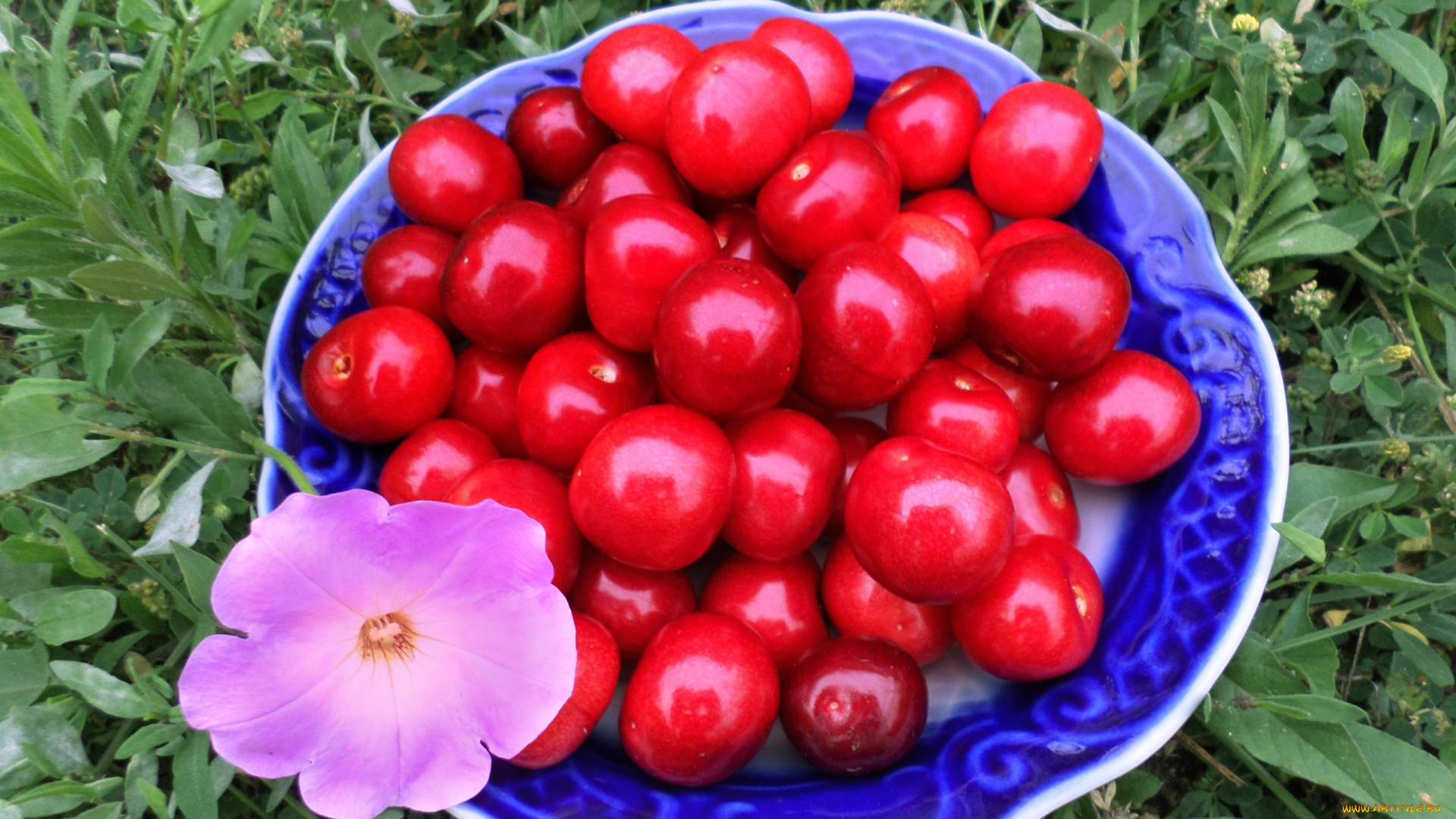 еда, вишня, , черешня, петуния, вишни, трава, тарелка
