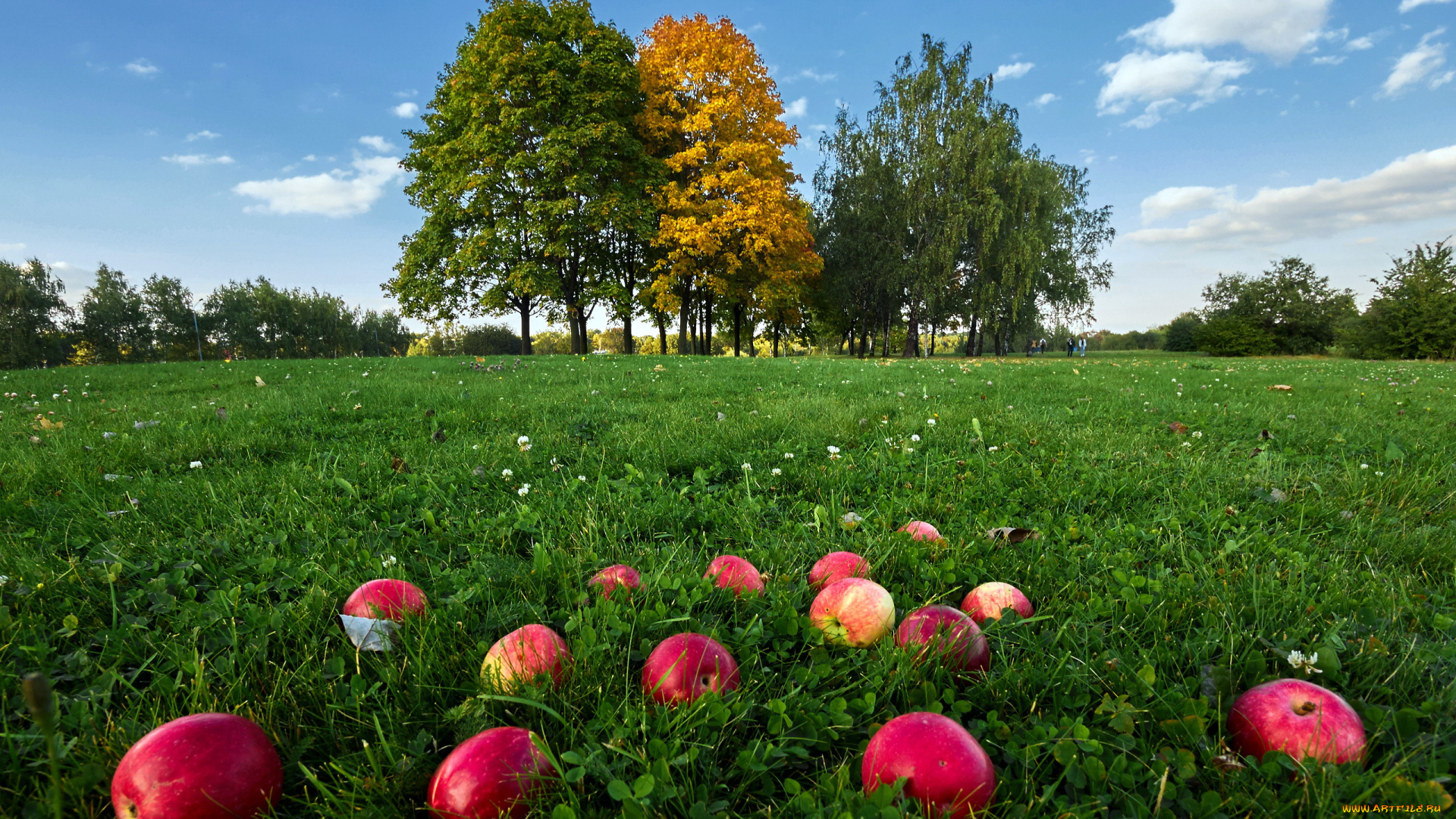 еда, Яблоки, яблоки, урожай, осень, трава, луг