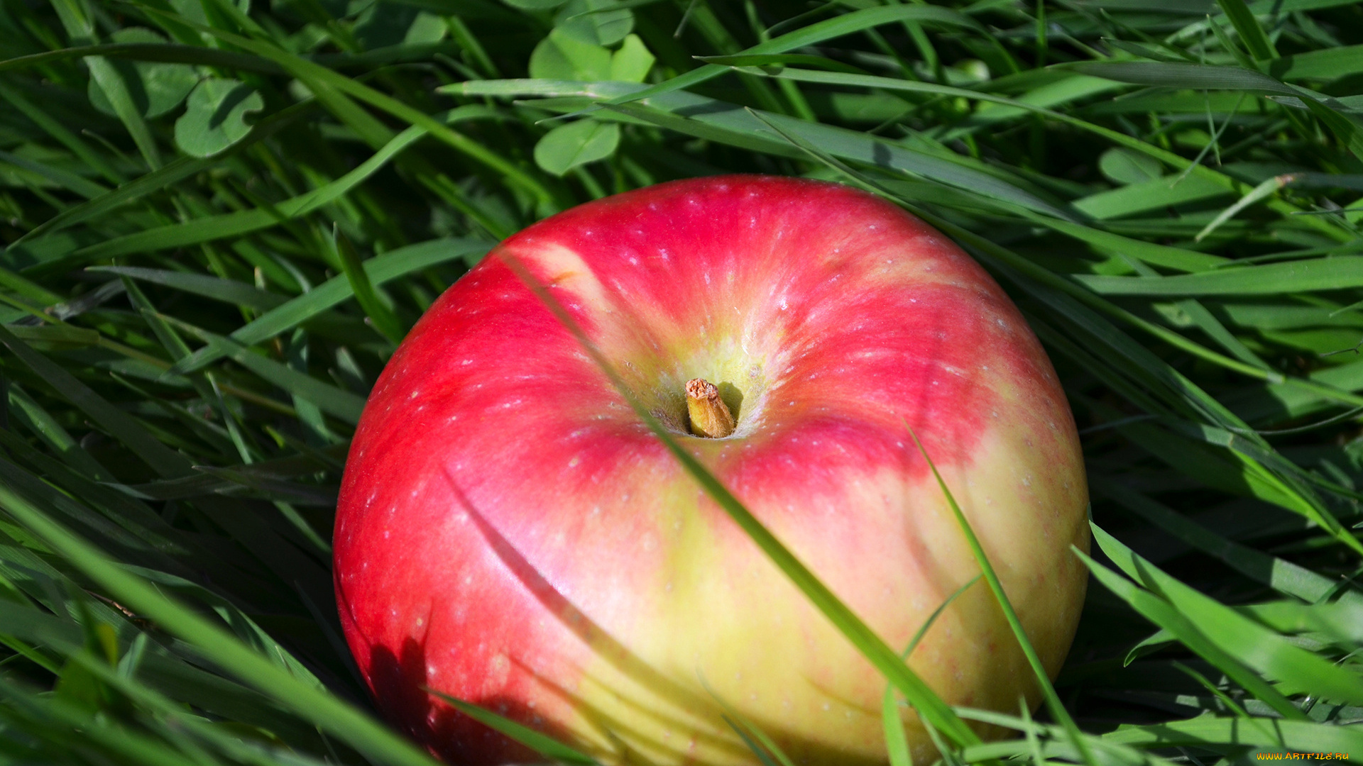 еда, Яблоки, яблоко, трава, спелое
