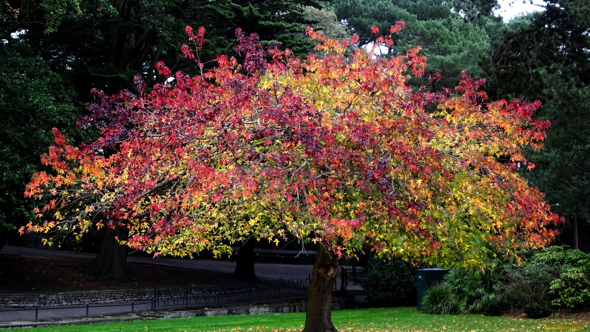 природа, деревья, дерево, осень, парк