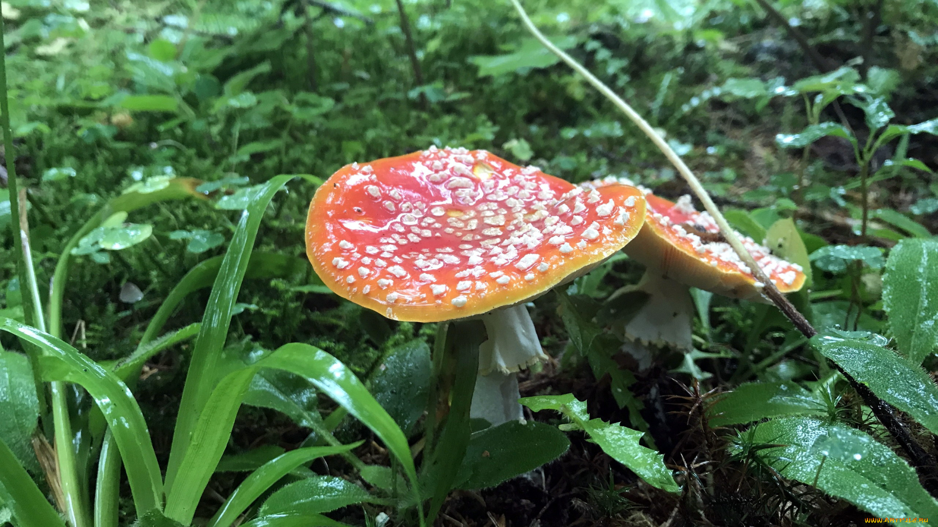 природа, грибы, , мухомор, дуэт