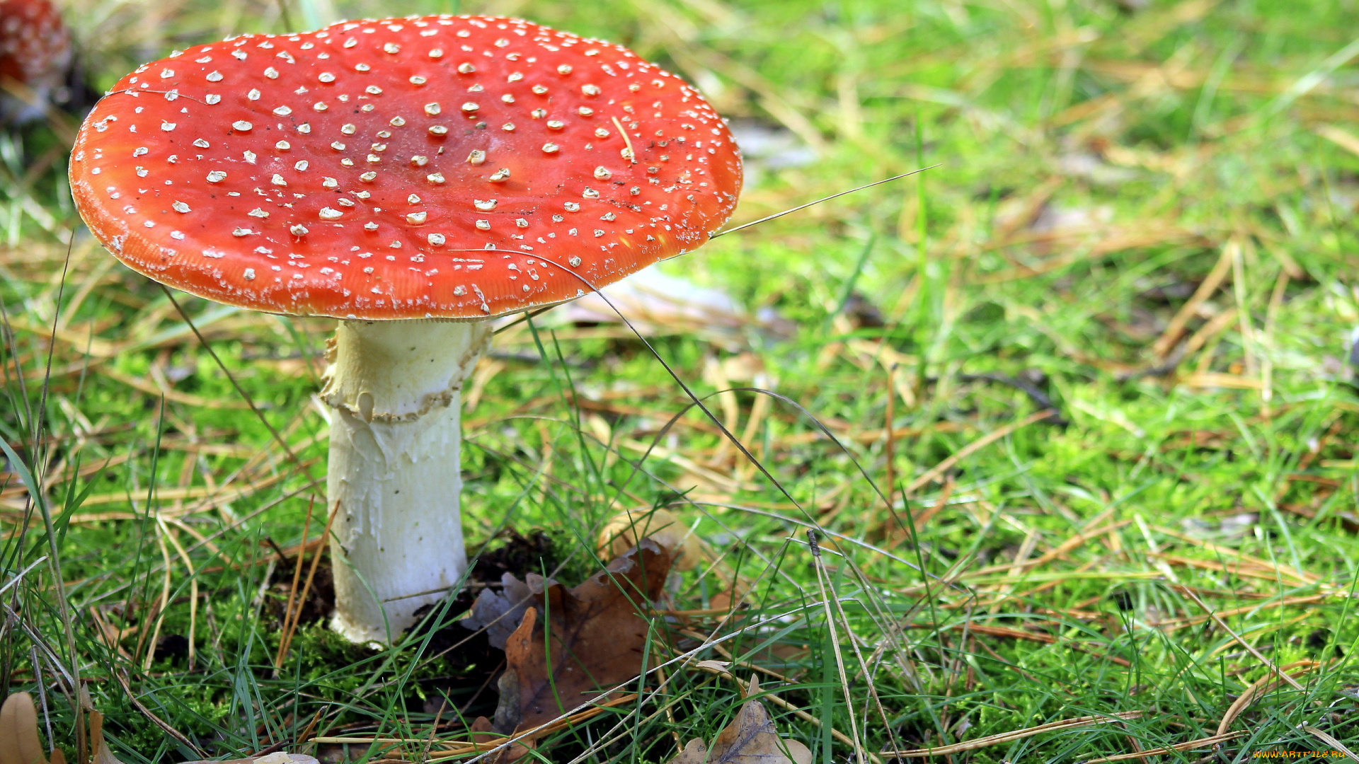 природа, грибы, , мухомор, одиночка