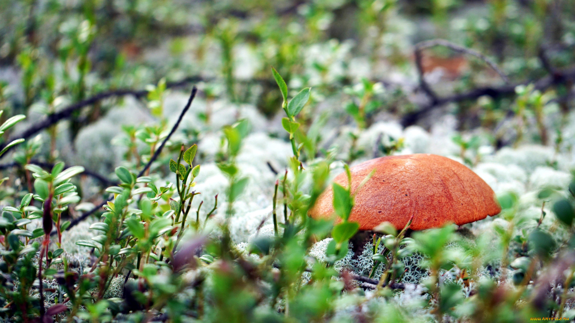 природа, грибы, подосиновик